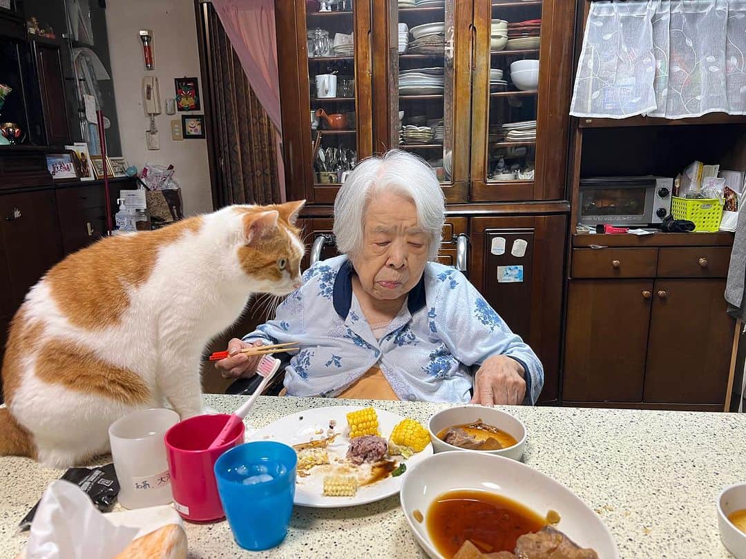 Kachimo Yoshimatsuのインスタグラム：「踏み切り  特急おいなり号が通過します。  #うちの猫ら #猫 #oinari #ねこ #ニャンスタグラム #にゃんすたぐらむ #ねこのきもち #cat #ネコ #catstagram #ネコ部 http://kachimo.exblog.jp」