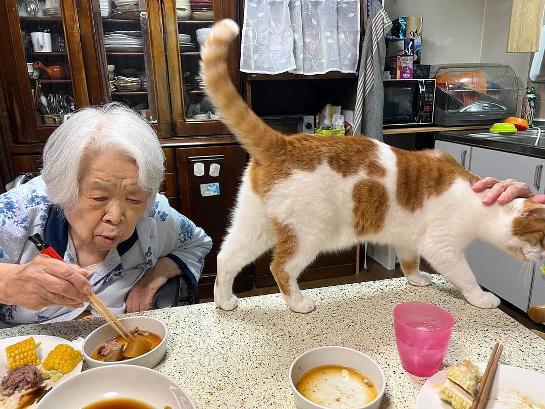 Kachimo Yoshimatsuさんのインスタグラム写真 - (Kachimo YoshimatsuInstagram)「踏み切り  特急おいなり号が通過します。  #うちの猫ら #猫 #oinari #ねこ #ニャンスタグラム #にゃんすたぐらむ #ねこのきもち #cat #ネコ #catstagram #ネコ部 http://kachimo.exblog.jp」7月9日 10時38分 - kachimo