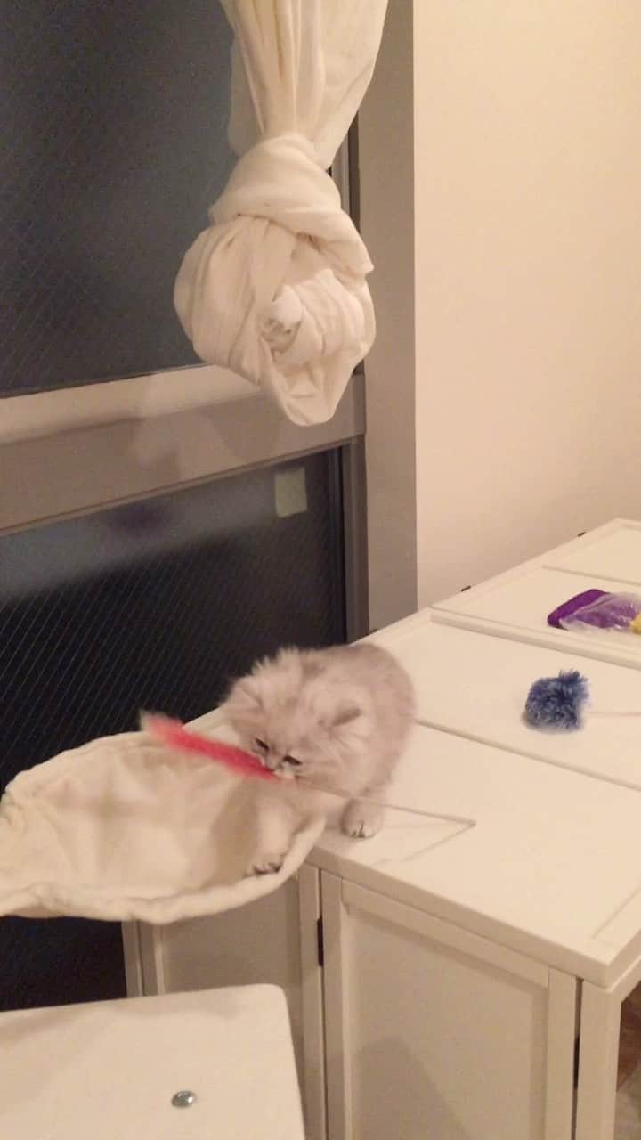 のインスタグラム：「まめおのために、おもちゃを運ぶなの  cat#cats#catstagram#catstagram_japan#instacat#cutecat#cutepetclub#bestcats#world_kawaii_cat#catoftheday#meow#bestmeow#TheDailyKitten#ねこ#ネコ#猫#ねこ部#ふわもこ部#pecoねこ部#みんねこ#チンチラ#チンチラゴールデン#チンチラシルバー#ペルシャ#ふぅ豆#みぃ豆」