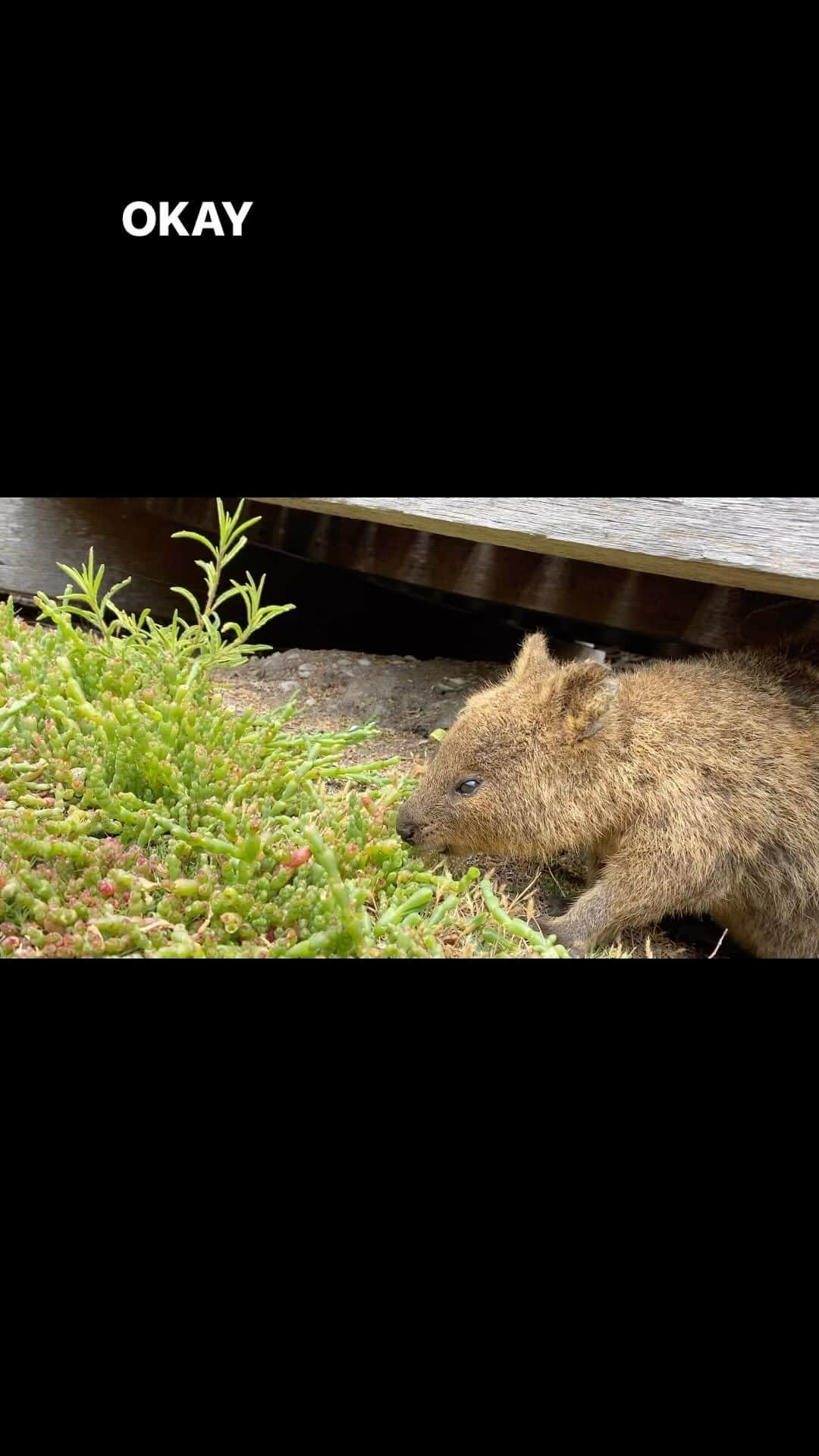 中村悠一のインスタグラム