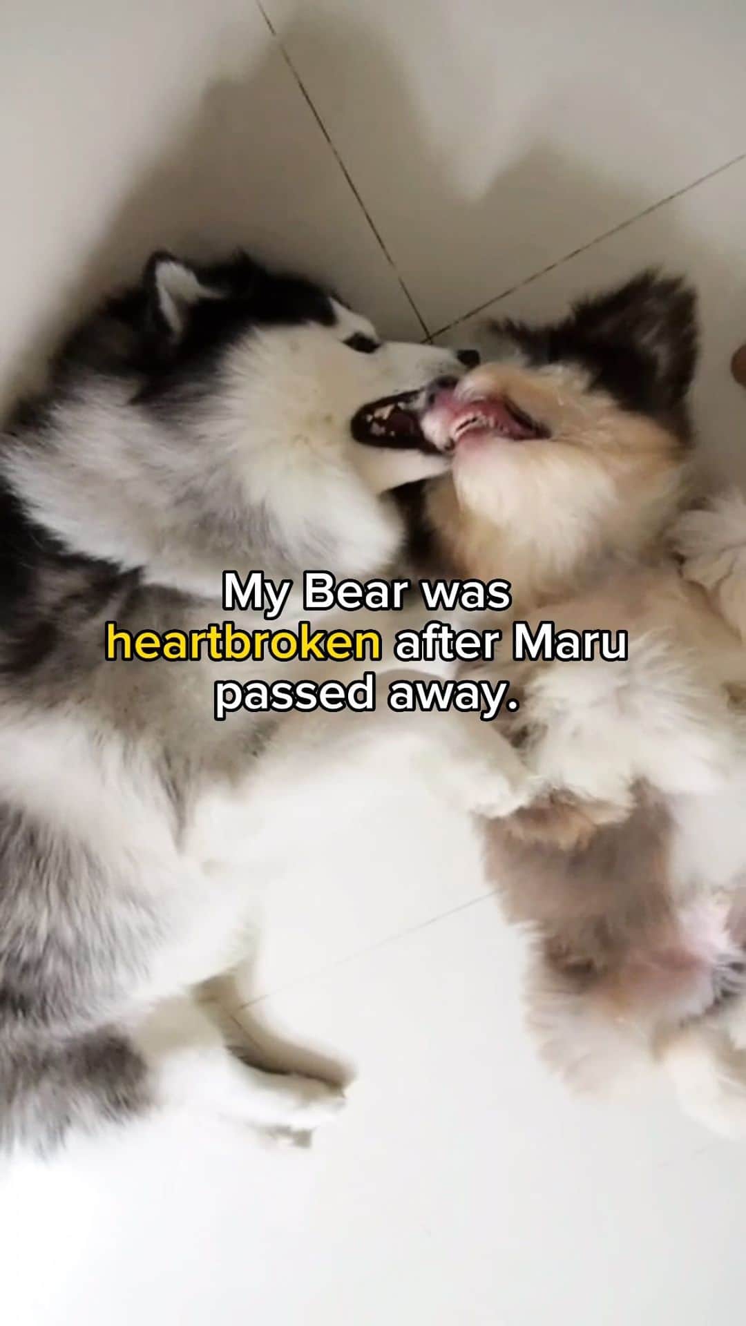 のインスタグラム：「Dogs and animals grieve too.. They have feelings. They feel compassion, love and pain. Most people don’t understand that our pets are family. Losing them is one of the hardest things to experience. Thank you so much for the heartfelt messages. I haven’t been able to replied them all, but please know I truly appreciate it.  • • • #bestfriends #lovedogs #dogsarefamily #dogsarelife #dogsarethebest #dogsareawesome #dogsarelove #dogslife #dogsbestfriend #foreverlove #weeklyfluff #bear #bearded #beardedcollie #maru #siberianhusky #maruhusky」