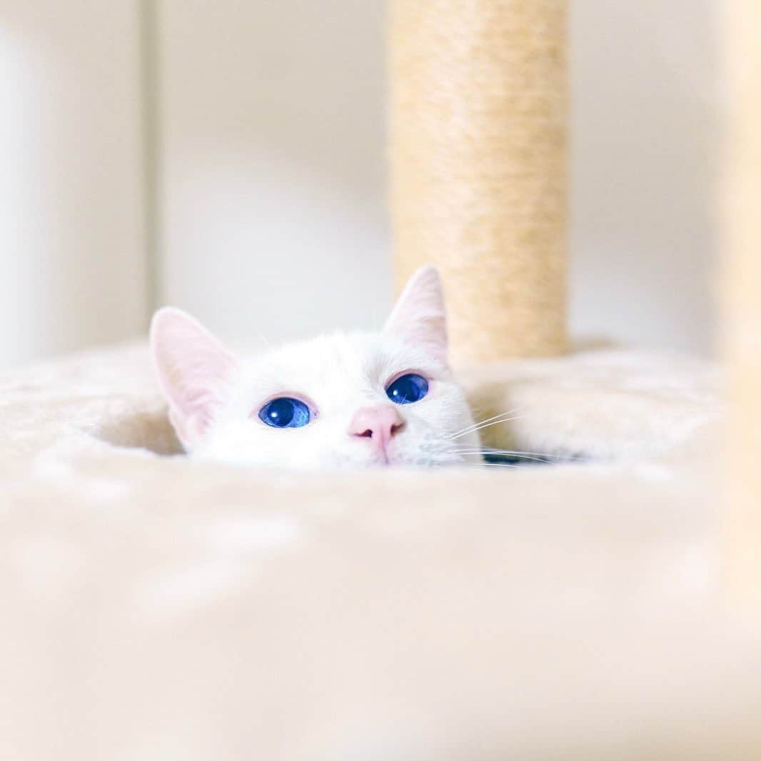 プンクマさんのインスタグラム写真 - (プンクマInstagram)「キャットタワーのリペアをして１週間。 匂いのせいか最初は入らなかったハウスの中にも入るようになってきた。 チーズのように穴がたくさんあいたこのハウス。青彩ちゃんは上から入るのが好きみたい。^_^ #青彩 #猫 #ねこ #ブルーアイズ #blueeyes #cat #neko #catlovers #catstagram」7月9日 11時11分 - pnkm913