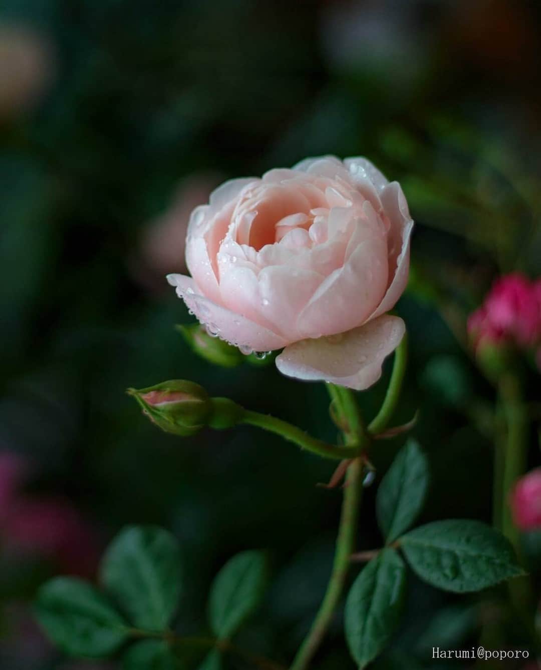 のインスタグラム：「雫と薔薇 Photo by @poporosmile https://buff.ly/3pDD0wy . ＼ユーザーのみなさまの作品を紹介中／ . EOS M200・M100・M10に限らず、すべてのCanonのカメラで撮影された写真や動画に、指定のハッシュタグをつけて投稿いただいた作品をシェアさせていただきます！ . ▽指定ハッシュタグはこちら #LIFEwithCAMERA + #機材名 （例：#eosm200、#eosr10、#powershotg7xmk3など） . （※）紹介させていただく際は事前にご連絡はいたしませんのでご了承ください。 （※）投稿いただく写真に使用される著作物、肖像については、ご本人が著作権を有するもの、又は権利者から事前に使用承諾を得たものであるものとします。ご投稿いただく写真に関して万一問題が生じた場合は当事務局は責任を負いかねますことご了承ください。 . Canonのカメラの詳細は、本アカウントのプロフィール（ @canon_eosm ）にあるURLからご覧ください。 . #canoneoskiss7x #eoskiss7x #kiss7x #LIFEwithCAMERA #LIFE_with_CAMERA #カメラのある生活 #Canon #キヤノン #EOS #powershot」