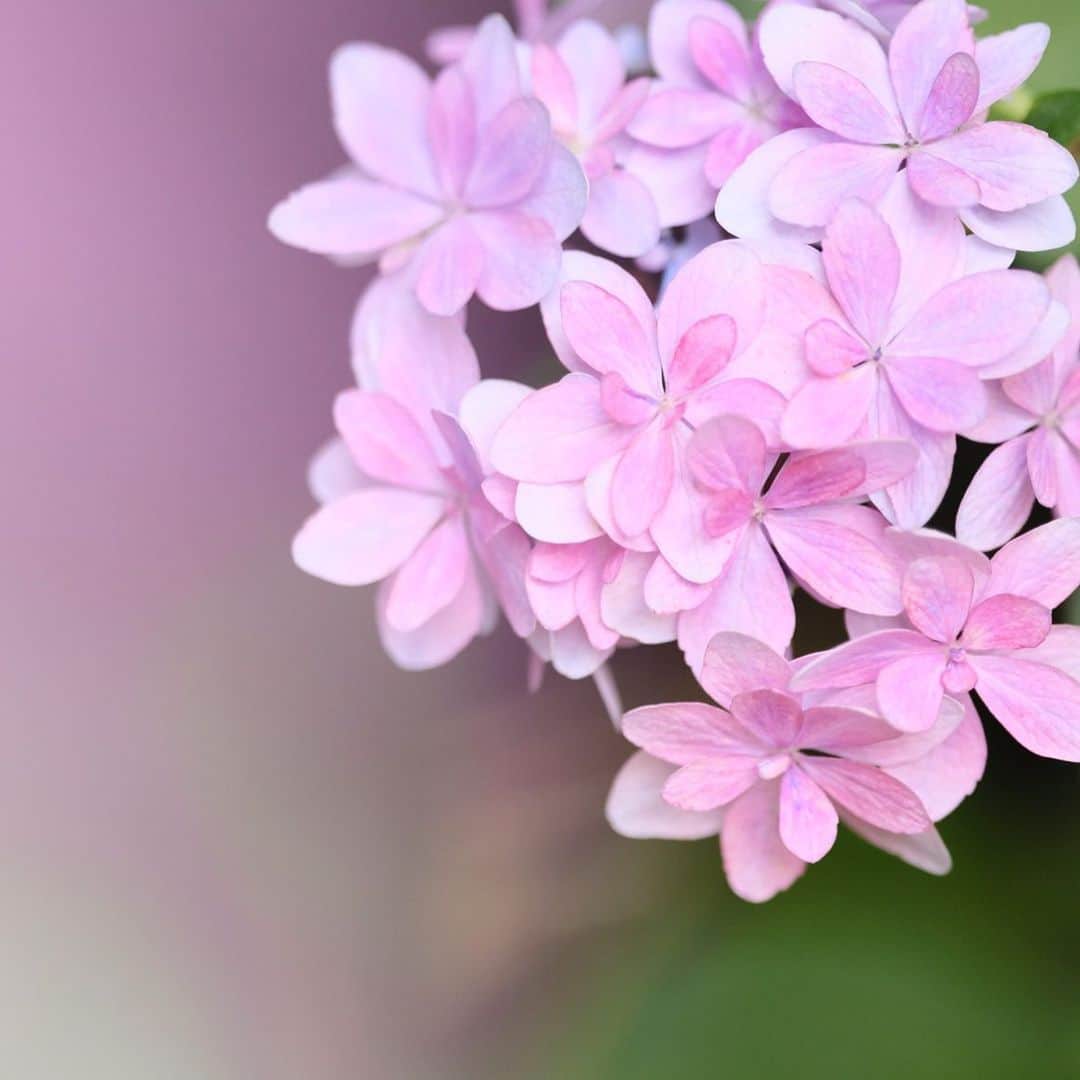 kiccyomuのインスタグラム：「☔️ 2023.07.09 Sun #鎌倉 の #長谷寺  華やかな #紫陽花 🩷📸 写真だけでも華やかに🤗  また☔️雨降りの日 困ったもんです😅  location #神奈川 ❣️ 📷撮影 2023年6月21日」