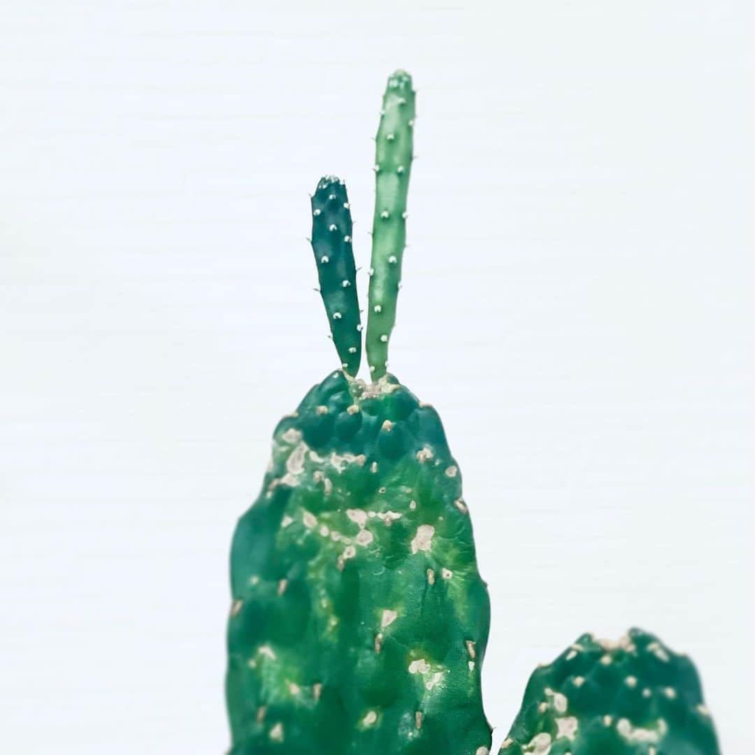 川満アンリのインスタグラム：「生きてるかな大丈夫かな？って不安だった娘のサボテン🌵✨ 「マーマー、サボテンがピースしてる！✌️」って娘が興奮して言うので見てみたら、しっかり新しい芽がピースしていました✌️🤍 かわいい。ピースって素敵な表現ですね。 #サボテン #ピース #✌️#6歳の発想力」