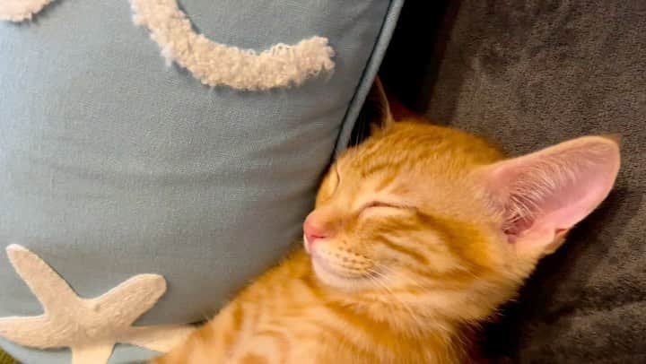 佐野優子のインスタグラム：「. 暴れて疲れたら寝る💤 . #茶トラ  #茶トラ男子部  #茶トラ女子部  #茶トラ猫  #茶トラ兄妹  #保護猫  #保護猫と暮らす  #猫  #cats」