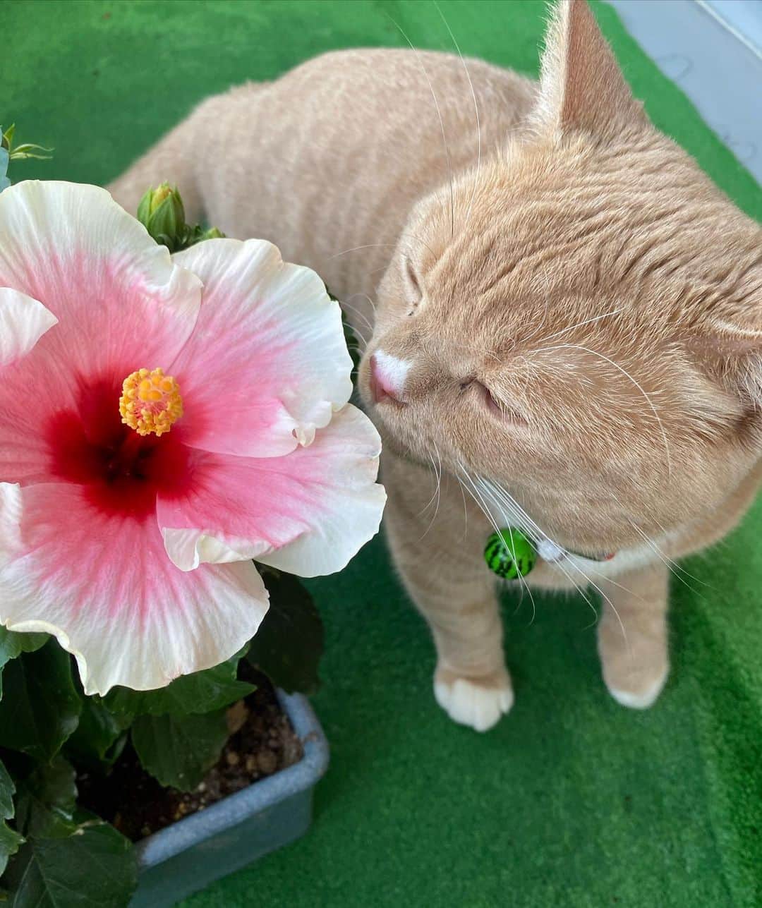 春木みさよさんのインスタグラム写真 - (春木みさよInstagram)「もう7月 毎日暑いですね〜  この間、お花屋さんで見つけた ハイビスカスの鉢植え🌺  NEWロングライフ・シリーズ １つの鉢植えから色んな色の ハイビスカスが咲くんですって！  そんな品種があるなんて知りませんでしたよ！  楽しみにしていたお花が 今日一輪咲きました✨  ピンク系のハイビスカス🌺  蕾がいっぱいついているので 何色のお花が咲くのか楽しみです！  皆さま 毎日暑い日が続いておりますが 熱中症にはお気をつけ下さい〜  #ハイビスカス #咲きました🌺 #もう1鉢購入してしまった😆 #cat #シエル #久々の登場 #元気です！」7月9日 12時40分 - harukimisayo