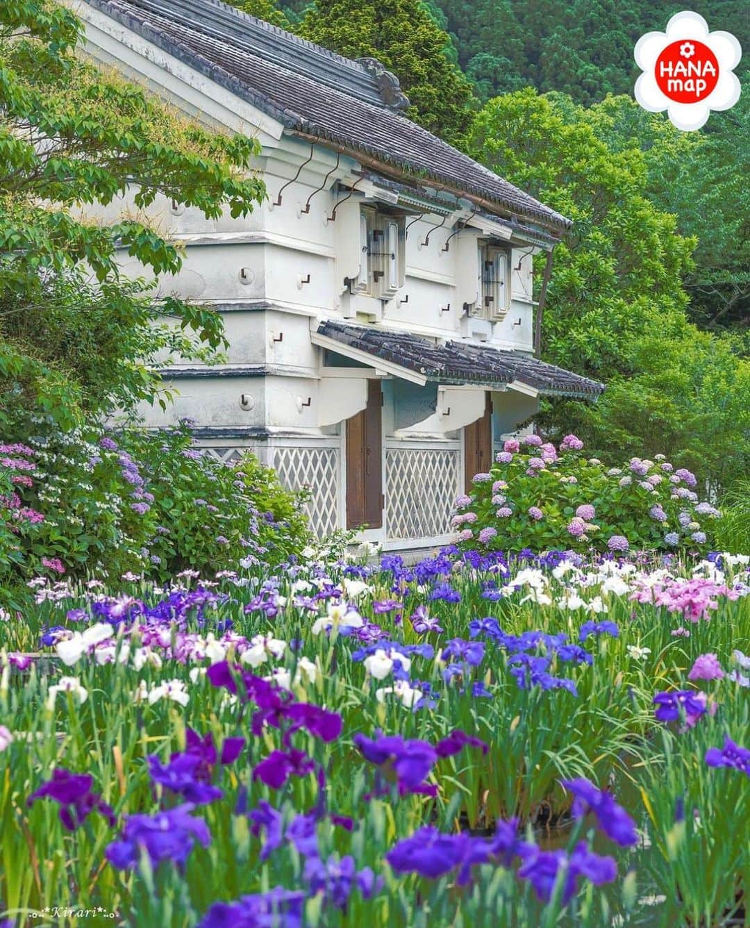 はなまっぷ❁日本の花風景さんのインスタグラム写真 - (はなまっぷ❁日本の花風景Instagram)「🌸はなまっぷ🌸 *  @kirari12ki さんの 花のある風景に花まるを💮 * 里山の緑に映える美しい花菖蒲と紫陽花をありがとうございます😊🌸 * #静岡　#加茂荘花鳥園 Kamoso Kachoen, Shizuoka Pref. * 花菖蒲の花言葉 嬉しい知らせ * #はなまっぷ #日本の美しい花風景#花のある風景#花#花言葉 #花菖蒲#静岡#掛川市#花しょうぶ#ハナショウブ#紫陽花#アジサイ#あじさい * いつも素敵なお花をありがとうございます😊 ※見頃が過ぎている花、終わっている花もご紹介させていただいています。 * 🌸••••••お知らせ••••••🌸 * 花風景検索サイト　はなまっぷ https://hanamap.com 🔍「はなまっぷ」または @hanamap プロフィール欄から ぜひご覧ください * 📖🌸📖🌸📖🌸📖🌸📖 四季の花々を訪ねていきたい にっぽんの花地図 好評発売中📘 📖🌸📖🌸📖🌸📖🌸📖」7月9日 12時50分 - hanamap
