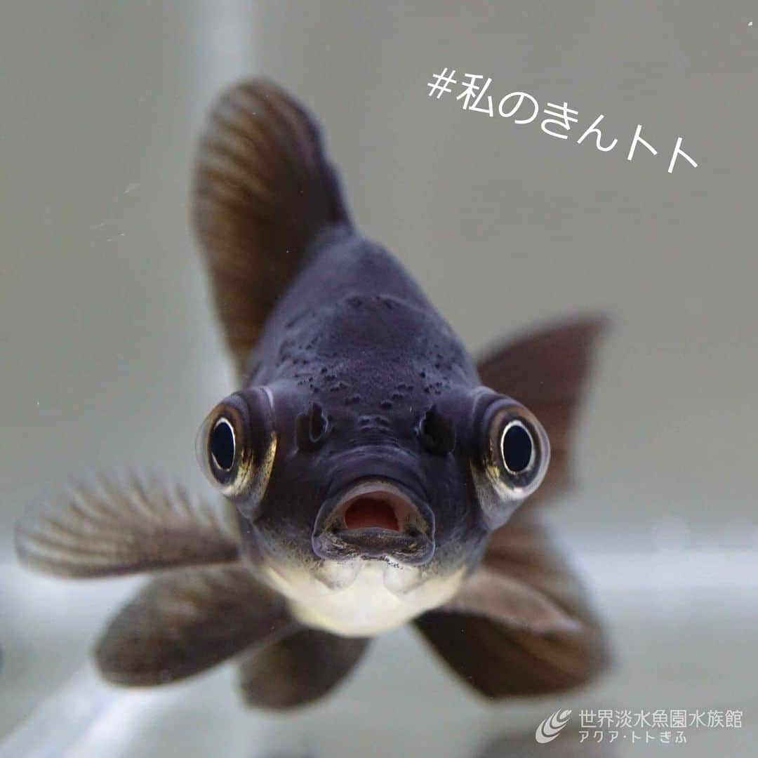 世界淡水魚園水族館 アクア・トト ぎふのインスタグラム：「新しい企画展『きんトト今昔物語 ー時代を彩る金魚たちー』に関連して、おうちの金魚の写真を募集中！  「#私のきんトト」をつけてTwitter、Instagramに投稿してください。 企画展開催期間中、館内で紹介させていただくかもしれません。  ちなみに２枚目の画像は、あるスタッフの金魚たち。 みなさまの投稿をお待ちしています！  ＜参加条件＞  ・当館のInstagram、Twitter公式アカウントをフォローしてください。 ・水族館内での紹介は、投稿内容を確認した上で選択いたします。すべての投稿をご紹介できるわけではありませんのでご了承ください。 ・投稿された内容は、水族館内での展示をはじめ、当館のSNSやホームページ、広告物などに予告なく使用させていただくことがあります。 ・投稿されるアカウントが非公開の場合は対象外となります。 ・ご本人確認のためダイレクトメッセージなどで連絡させていただくことがあります。 ・投稿を削除された場合や、実施期間外の投稿は対象外となります。 ・投稿は18歳以上の方に限ります。お子様の場合は必ず保護者の方のアカウントで投稿してください。 ・投稿内容に第三者の権利侵害があった場合、当館は一切責任を負いません。 ・本キャンペーンで発生した損失、被害、費用、その他の申し立てについて当館は一切責任を負いません。  #アクアトト #水族館 #aquarium #企画展 #金魚 #きんトト #オアシスパーク #河川環境楽園」