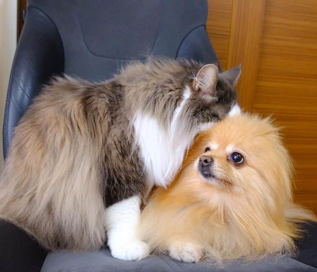 Hanaさんのインスタグラム写真 - (HanaInstagram)「すぅ〜はぁ〜 すぅ〜はぁ〜  😻👃→🐶「…」  フェロモンダダ漏れお姉  見習わないと… 加齢臭出してる場合じゃない がんばれ私  #匂い#匂いフェチ#smell#perfume   ちなみに私は お姉の肉球の匂いが好き❤️  #NorwegianForestCat#Pomeranian#japan#catlover#doglover#dogs#cat#Kawaii#fluffy#pom#fluffydog#catsofinstagram#dogsofinstagram#fluffycat#かわいい#cute#cutecat#cutedog#funny#funnydog#funnycat」7月9日 13時20分 - mofu2family