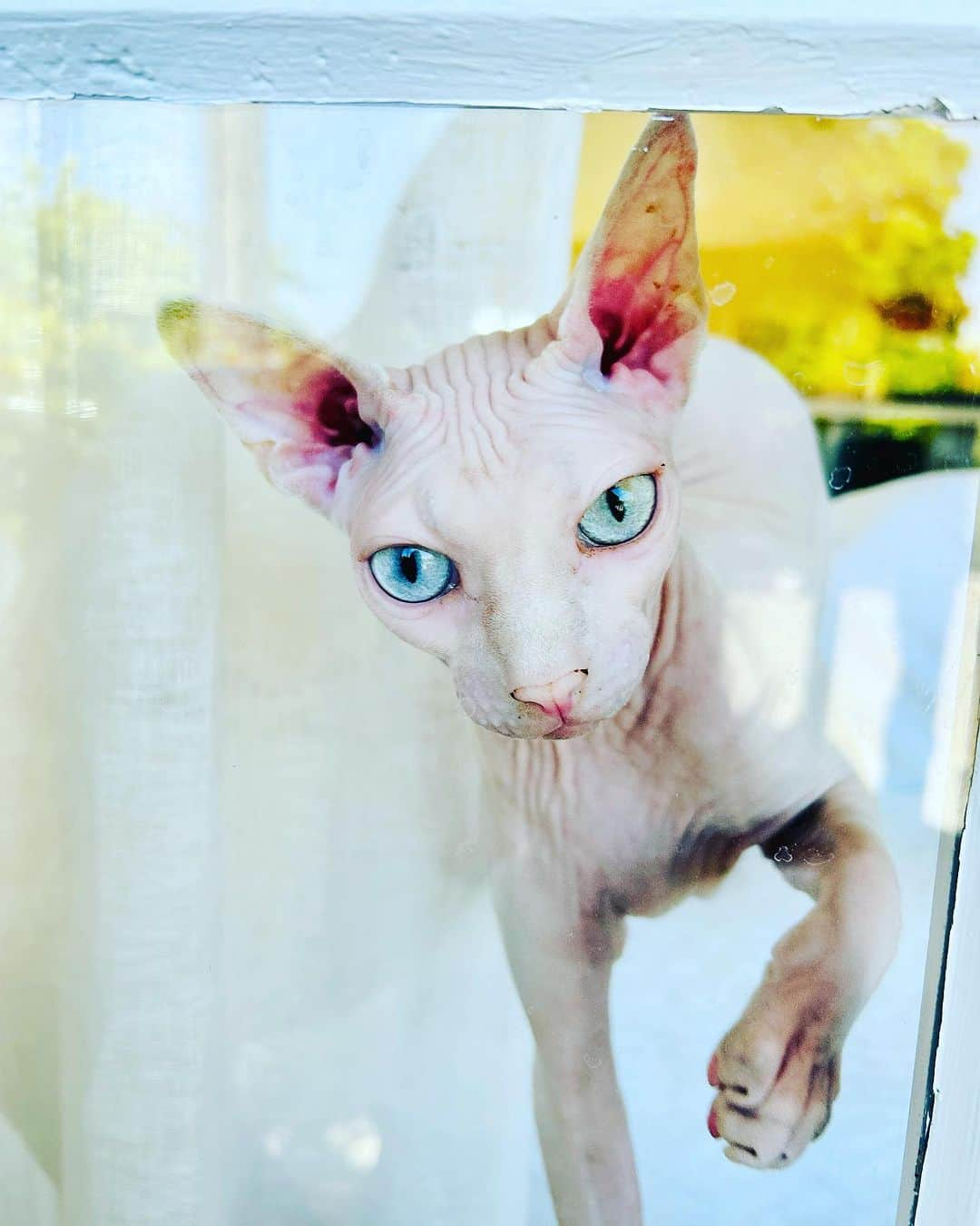 加賀美セイラさんのインスタグラム写真 - (加賀美セイラInstagram)「#SphynxCat おもろいゎーペットシッター 妖怪みたいだけど、お高い猫様。仲良くなりました😂 I got this interesting offer to take care of this ET cat👽. #ExpensiveCat #ItsPureArt アーティスティック過ぎてビビる　どんどん人気なペットシッターになって行ってる自分にビビる😂　#LovePetSitting. Cheers!!」7月9日 13時37分 - serakagami