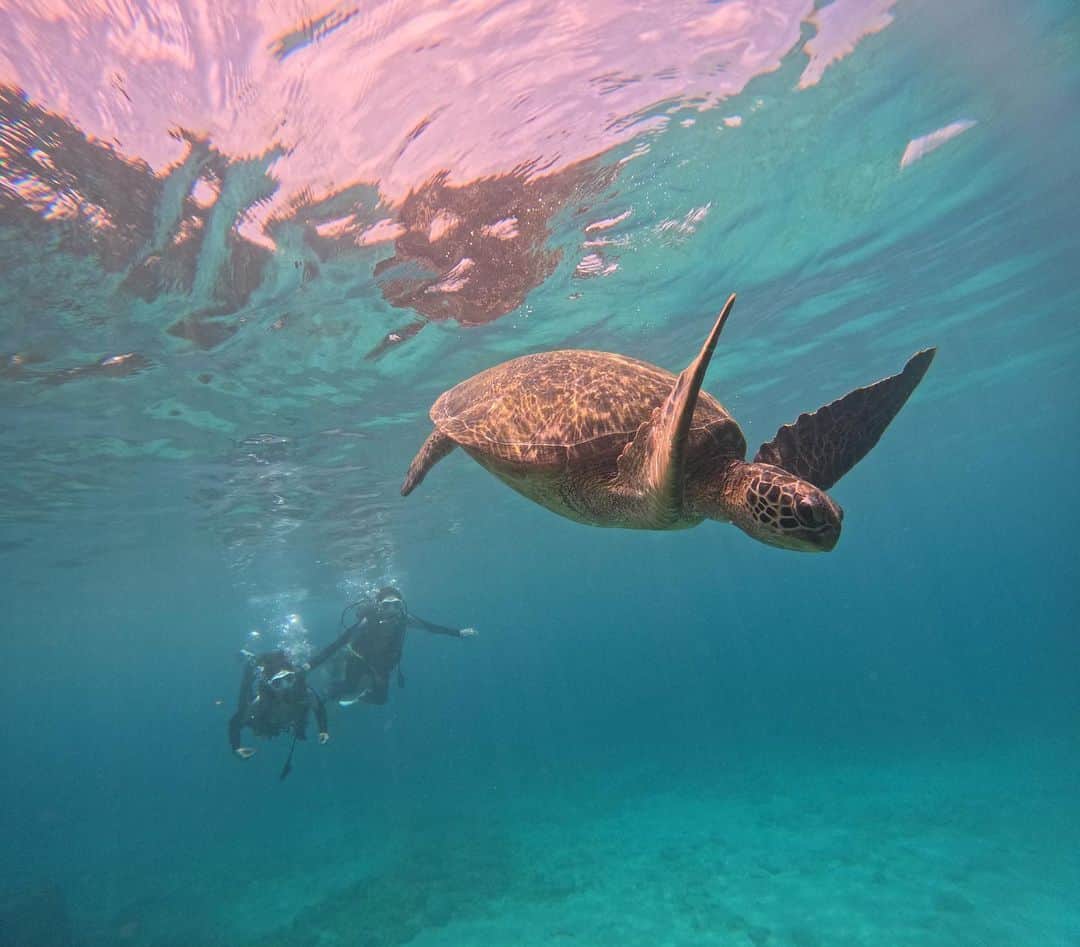 陳伊さんのインスタグラム写真 - (陳伊Instagram)「嗨👋🏻 🐢🐢 考了open water後超久沒潛的啦 追在海龜後面時 海龜直接拉了兩條超大超美的💩 那個畫面實在是太amazing  有機會你們一定要看看 真的太震撼了  深潛🤿/ @little_turtle_snorkel  📷/ @wonderpeggy  小琉球行程/ @chu__0510 @kmababygood」7月9日 14時49分 - bobeyiyi