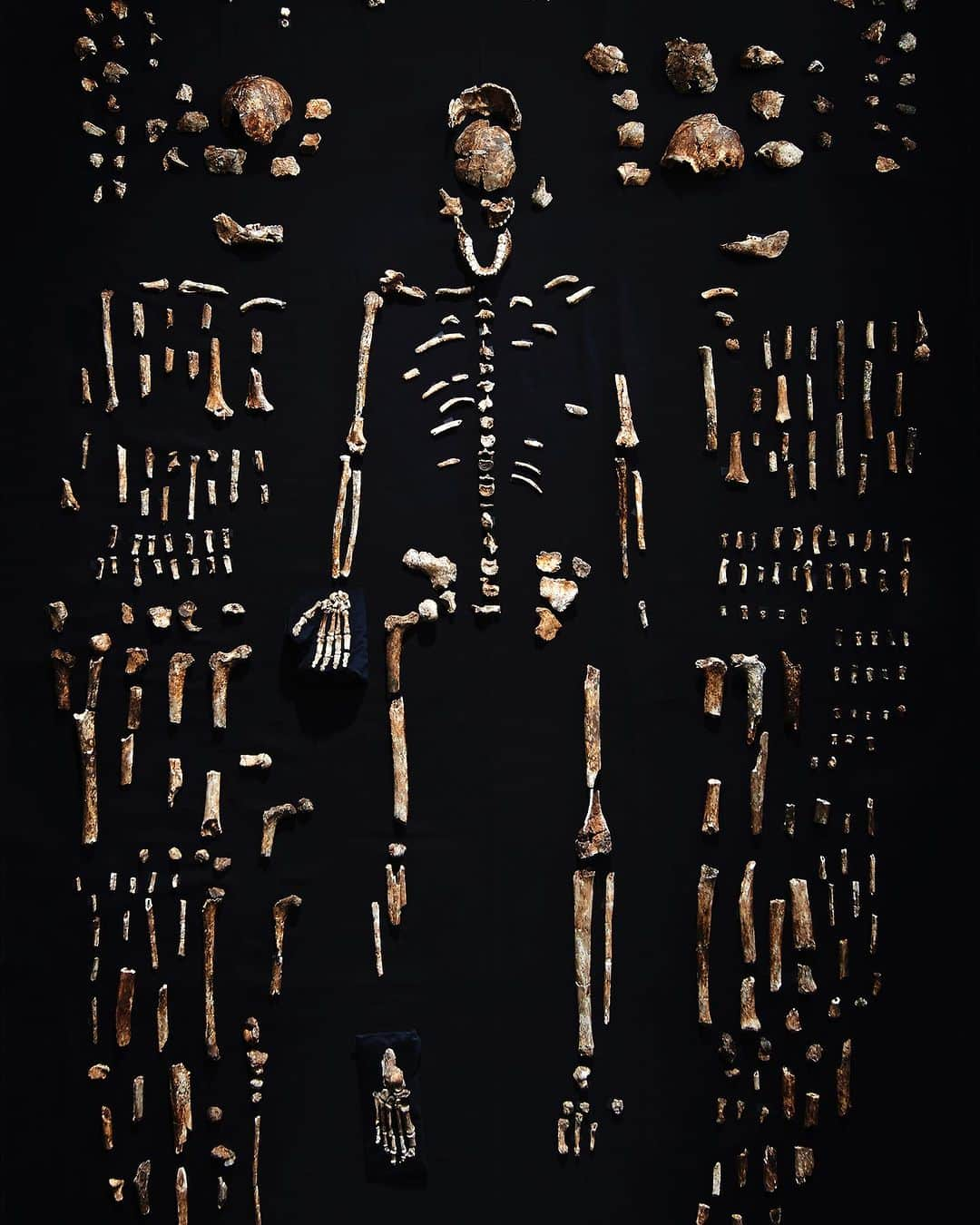 Robert Clarkさんのインスタグラム写真 - (Robert ClarkInstagram)「In the summer of 2022, @profleeberger lost 50 pounds in order to wriggle through openings in the Rising Star South Africa where his team has been unearthing the remains of Homo naledi, a proto-human likely to have coexisted with Homo sapiens some 250,000 years ago. Once inside the cave, Berger made shocking new discoveries that expand our understanding of this early hominid—discoveries that stand to alter our fundamental understanding of what makes us human. Look for his new book #CaveOfBones」7月10日 0時33分 - robertclarkphoto