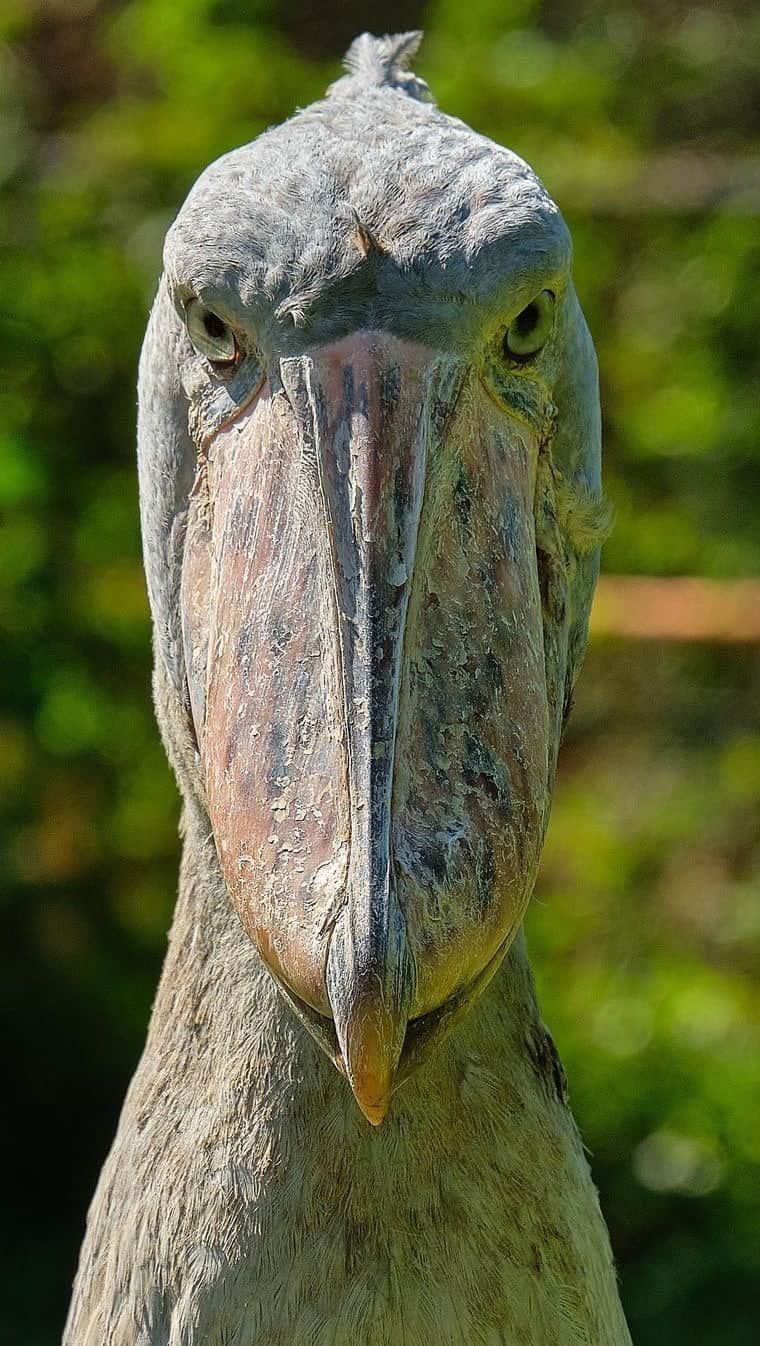 StreetArtGlobeのインスタグラム：「Meet Sushi, the Shoebill Stork. Yes, it’s a real animal! 😳🦖🦕  With @camwhitnall」