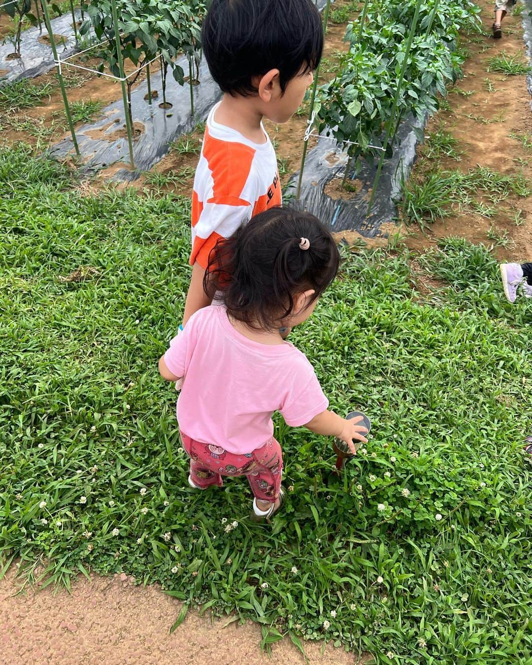 佐藤夏希さんのインスタグラム写真 - (佐藤夏希Instagram)「野菜収穫体験🫑 子供たちは大興奮😂  汗かいて、土に触れて、いただく野菜を自分で収穫できるって最高‼️‼️‼️❤️ @seara_chance さんファミリーと💕 すばるんはお兄ちゃんサービス炸裂でした💕💕  #1歳女の子#女の子ママ#ママスタグラム#mama#mamastagram#mamanoko#ママリ#成長記録#ママカメラ  #3児ママ#兄妹#ベビスタグラム#赤ちゃんコーデ #우리애기#男の子ママ#兄妹ママ」7月9日 16時46分 - natsuki_sc7