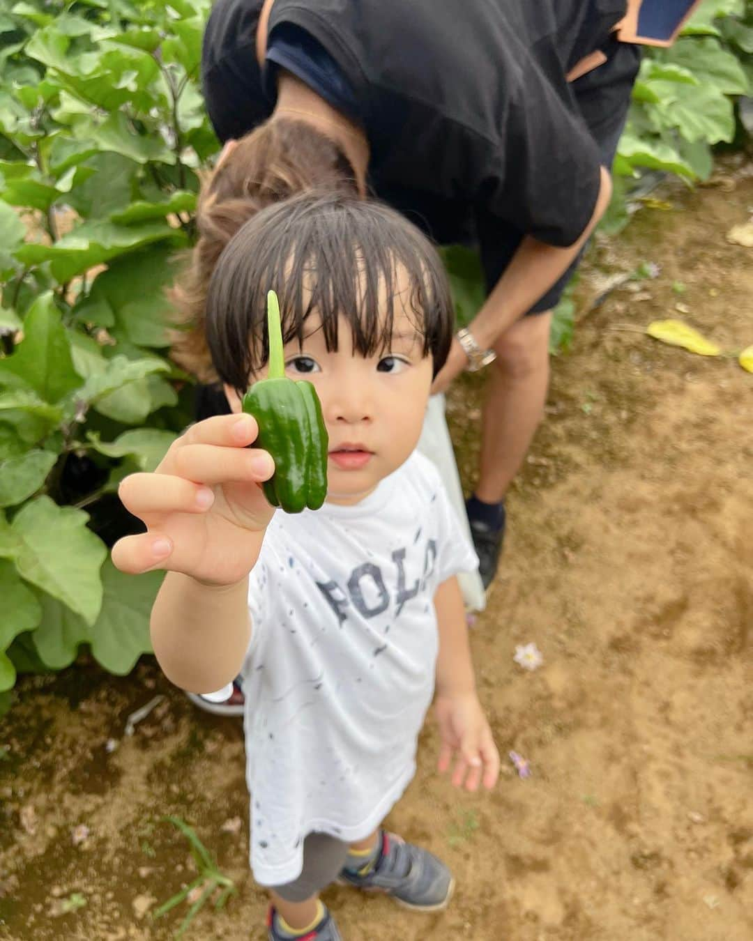 佐藤夏希のインスタグラム：「野菜収穫体験🫑 子供たちは大興奮😂  汗かいて、土に触れて、いただく野菜を自分で収穫できるって最高‼️‼️‼️❤️ @seara_chance さんファミリーと💕 すばるんはお兄ちゃんサービス炸裂でした💕💕  #1歳女の子#女の子ママ#ママスタグラム#mama#mamastagram#mamanoko#ママリ#成長記録#ママカメラ  #3児ママ#兄妹#ベビスタグラム#赤ちゃんコーデ #우리애기#男の子ママ#兄妹ママ」