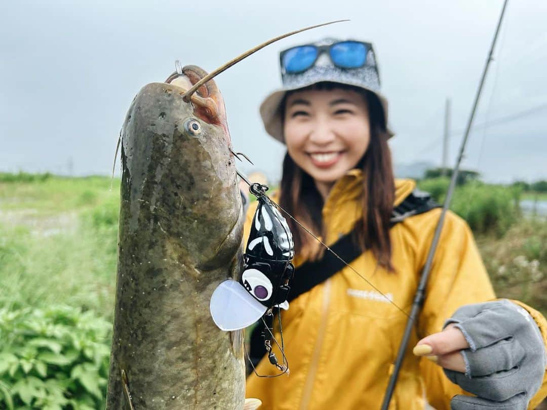 石川文菜のインスタグラム：「あぁ…面白過ぎる、デイナマ🎣 ルアーが動いているのを見てるだけでも楽しいし、捕食音は驚かされるし、バイト見えるし、顔周り可愛いし…  おかげさまで私の好きな釣りが"タチウオジギング"と"ナマズ釣り"確定となりました🙋🏻‍♀️  ナジーバグベイビー、楽しい釣りをありがとう😍  これからナマズ釣りに関して勉強していこう！  (追記、この持ち方だとナマズの口切れの面で悪かったようです。ナマズ釣りをする方に教えてもらいました🫡　それら反省を含めての↑コメントですので、投稿はそのままにさせてください！)  #JACKALL #ナマズ #ナマズ釣り #鯰 #鯰釣り #釣り #釣りスタグラム #ナジーバグベイビー」