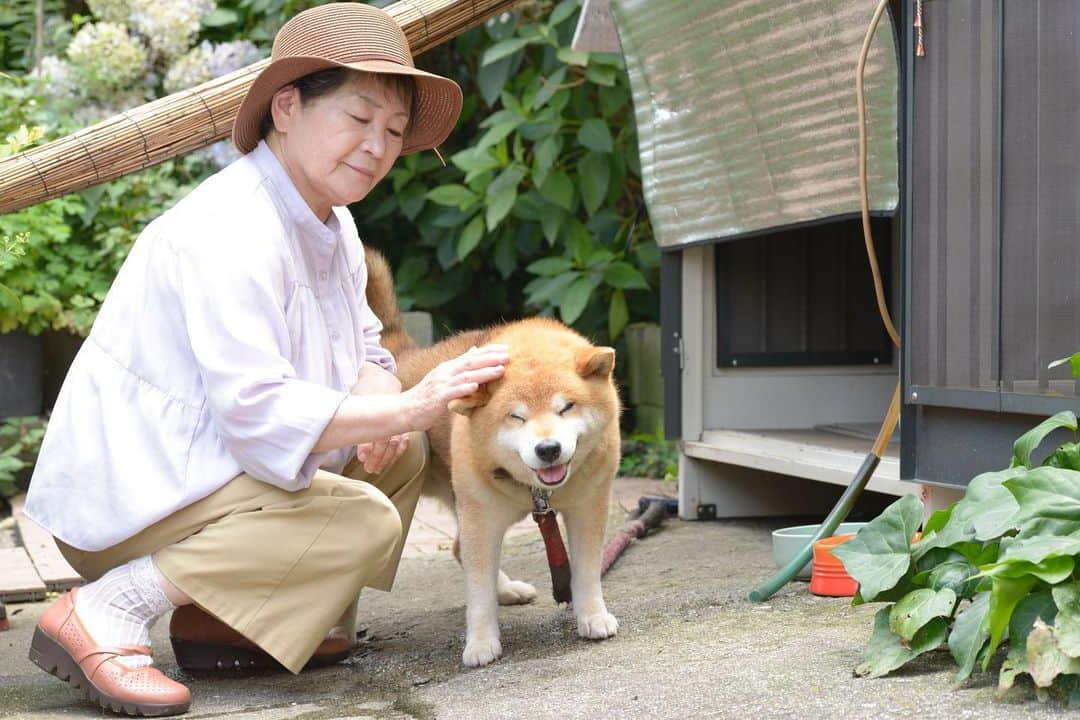 Ryujiのインスタグラム：「Good evening.😄 こんばんは〜🍞 お久しぶりです❗️ りゅうじです❗️ みんな、ぼくを忘れるついでに、ぼくがブッチ•ジャパン @butch.japan の公式アンバサダーだってことも忘れてない❓ 14歳になった今も食欲もりもりで元気なのは、毎日の食事に大好きなブッチをずーっと食べているから💪 弟のししまるも、毎日食べてるから、サイボーグになった右足もめっきめきに鍛え上がって、治りつつあります❗️ 娘は、ししまるのお世話でいっぱいいっぱい💦 ぼくは元気だから心配しないでね❗️💪 #焼けすぎたか#まあいいか#出しちゃえ#ブッチジャパン#おぢいアンバサダー#はよ食わせ#いぶし銀のりゅう#pancakes#macho#ambassador#butchjapan#nakedgeneral#goodevening#こんばんは」