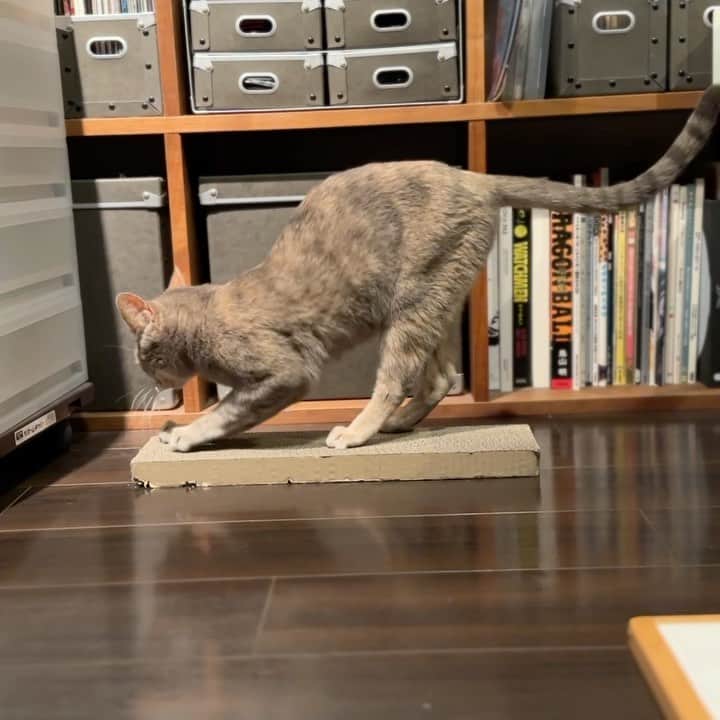 モアレ & クリエのインスタグラム：「バリバリクリエ😼（最後にひとかじりするまでがルーティン）  #モアクリ #moacrie #ねこ #猫 #cat #catsagram #ねこすたぐらむ #にゃんすたぐらむ #猫のいる暮らし #ねこのいる生活 #爪とぎ」