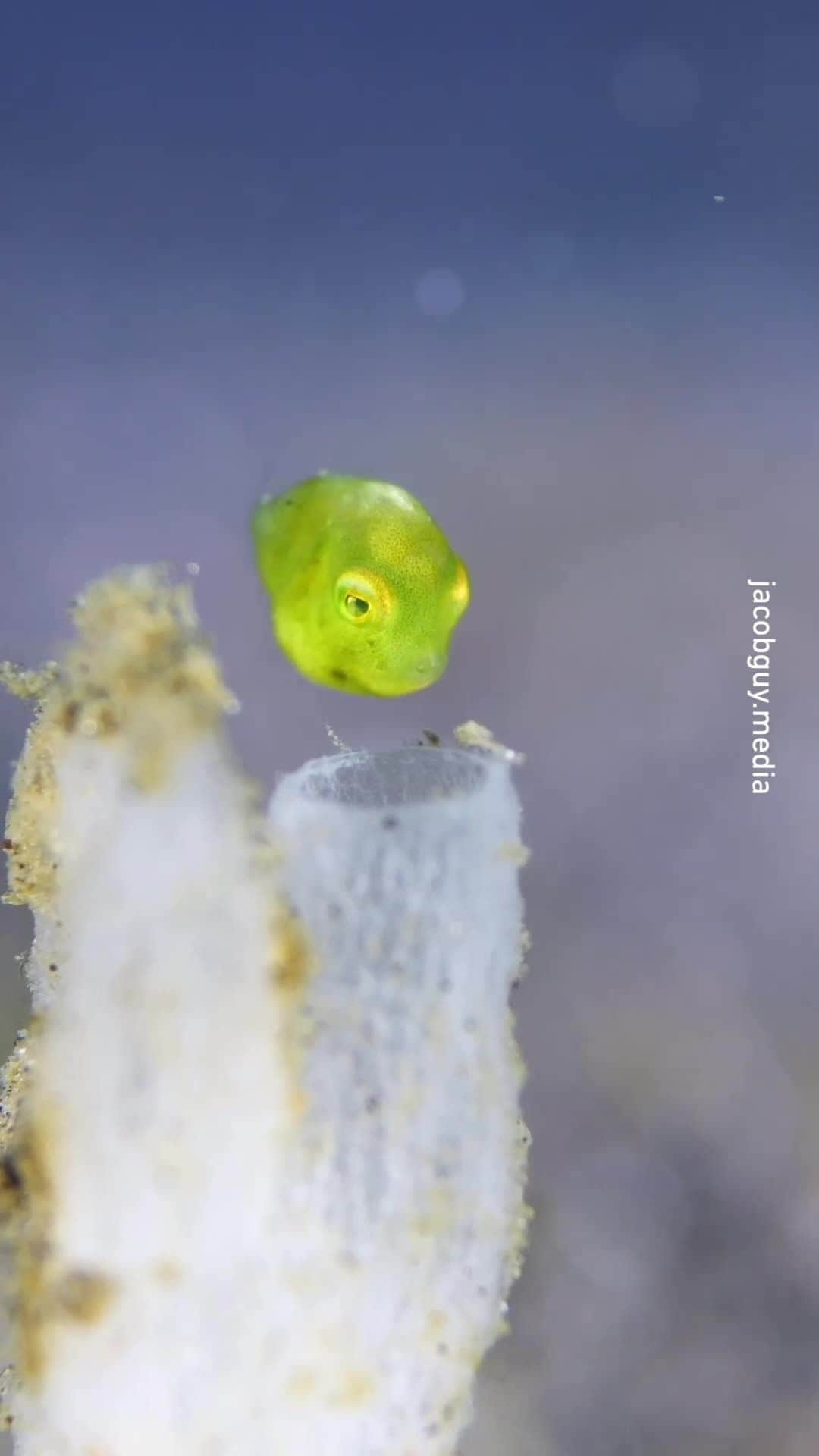 のインスタグラム：「sea gummy 📹 @jacobguy.media - #pufferfish #9gag #Flubber」