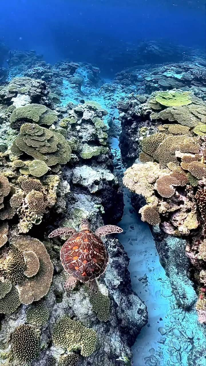 Syuuichi Yamadaのインスタグラム：「🎥 水中もきれいな与論の海🐢🪸 📷 @goprojp @goprojp  📍Yoron island #沖縄#沖縄旅行#与論島#シュノーケル#오키나와 #visitokinawa#okinawa#beokinawa #nature#visitjapanjp @jta_okinawa @natgeotravel @natgeoa @visitjapanjp @visitokinawajapan @nature @beautifuldestinations @oceansnation」