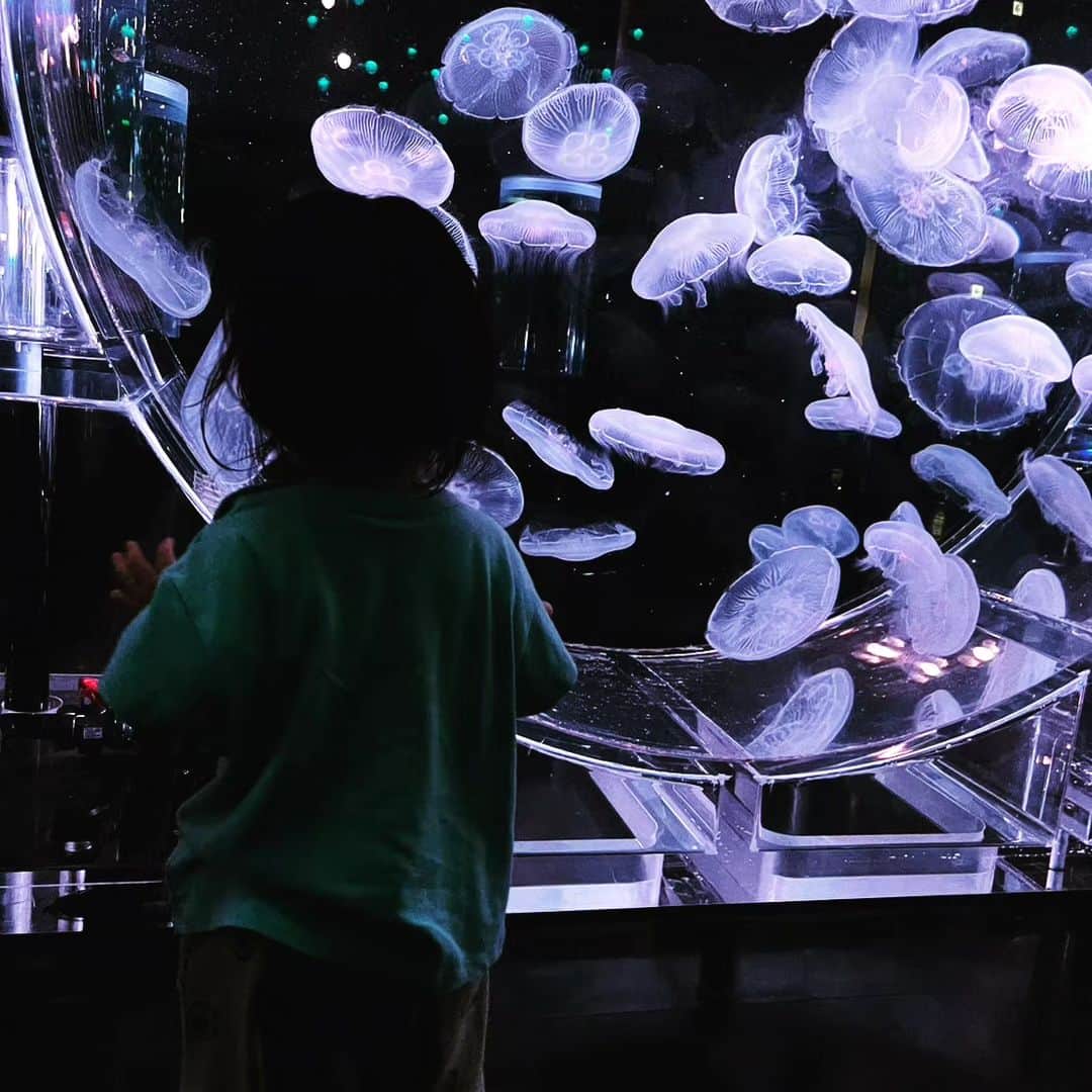 門倉貴史さんのインスタグラム写真 - (門倉貴史Instagram)「水族館でイルカショー🐬とクラゲに夢中になる娘(笑)  #赤ちゃんのいる生活 　 #水族館 #イルカショー #クラゲ」7月9日 19時09分 - takashikadokura