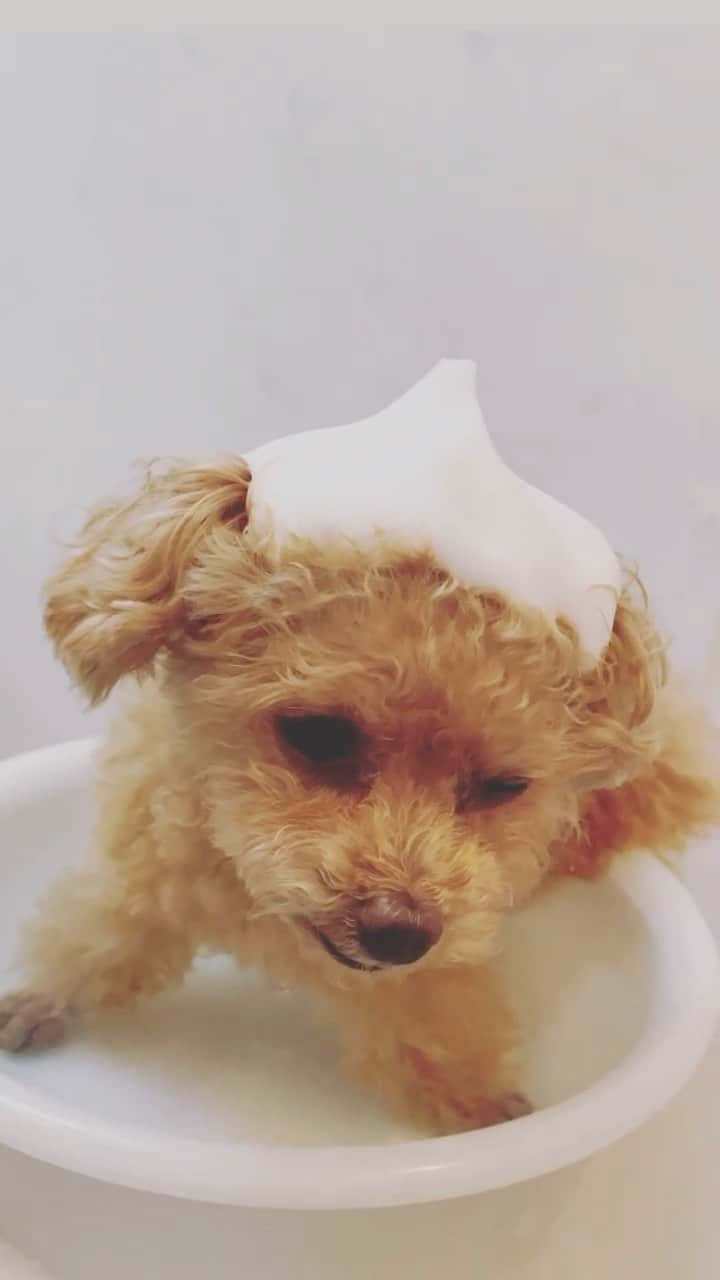 ふわのインスタグラム：「うとうと…  #toypoodle#dogsofinstagram#toypoodlegram#instadog#doglover#doglife#cutedog#sleepdog#bathtime#dog#fuwamama#ふわもこのふわ#ふわ#トイプードル#ふわもこ部#犬バカ部#親バカ部#犬のいる暮らし#いぬすたぐらむ#おうちシャンプー」