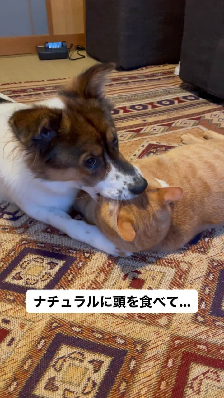 naomiのインスタグラム：「見ていて飽きないふたり  #元野良猫 #元保護犬 #犬と猫のいる暮らし  #ターとアグ」
