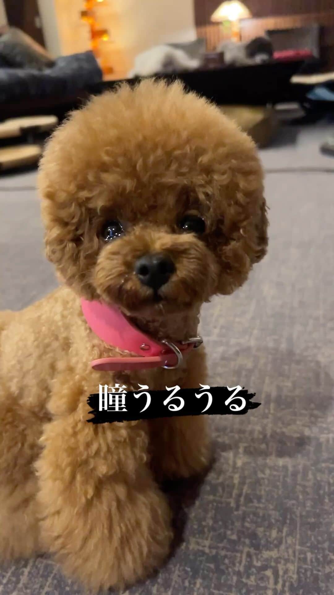 のインスタグラム