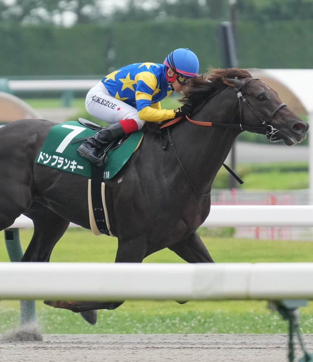 池添謙一のインスタグラム：「プロキオンSドンフランキーで勝てました🏇 ようやくの今年初重賞💦 ここからまた頑張っていきます‼︎  これからのドンちゃんが楽しみです(^^)  #プロキオンS #重賞最高馬体重 #普通にでかいけどスピードに長けてるし案外器用」