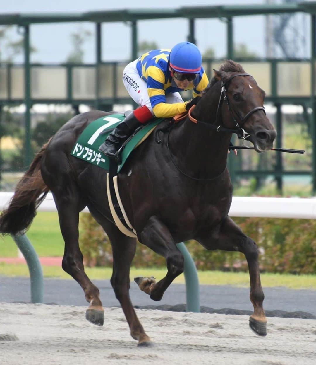 池添謙一さんのインスタグラム写真 - (池添謙一Instagram)「プロキオンSドンフランキーで勝てました🏇 ようやくの今年初重賞💦 ここからまた頑張っていきます‼︎  これからのドンちゃんが楽しみです(^^)  #プロキオンS #重賞最高馬体重 #普通にでかいけどスピードに長けてるし案外器用」7月9日 20時07分 - kenchan.0723