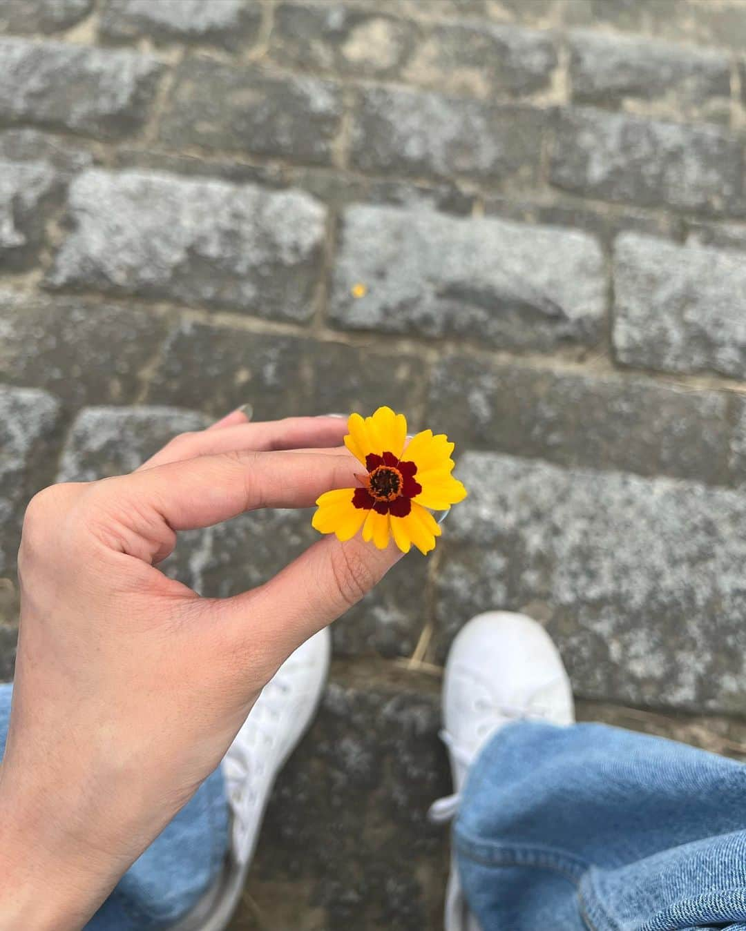 Akinaのインスタグラム：「missing a petal but still good enough 🌼」