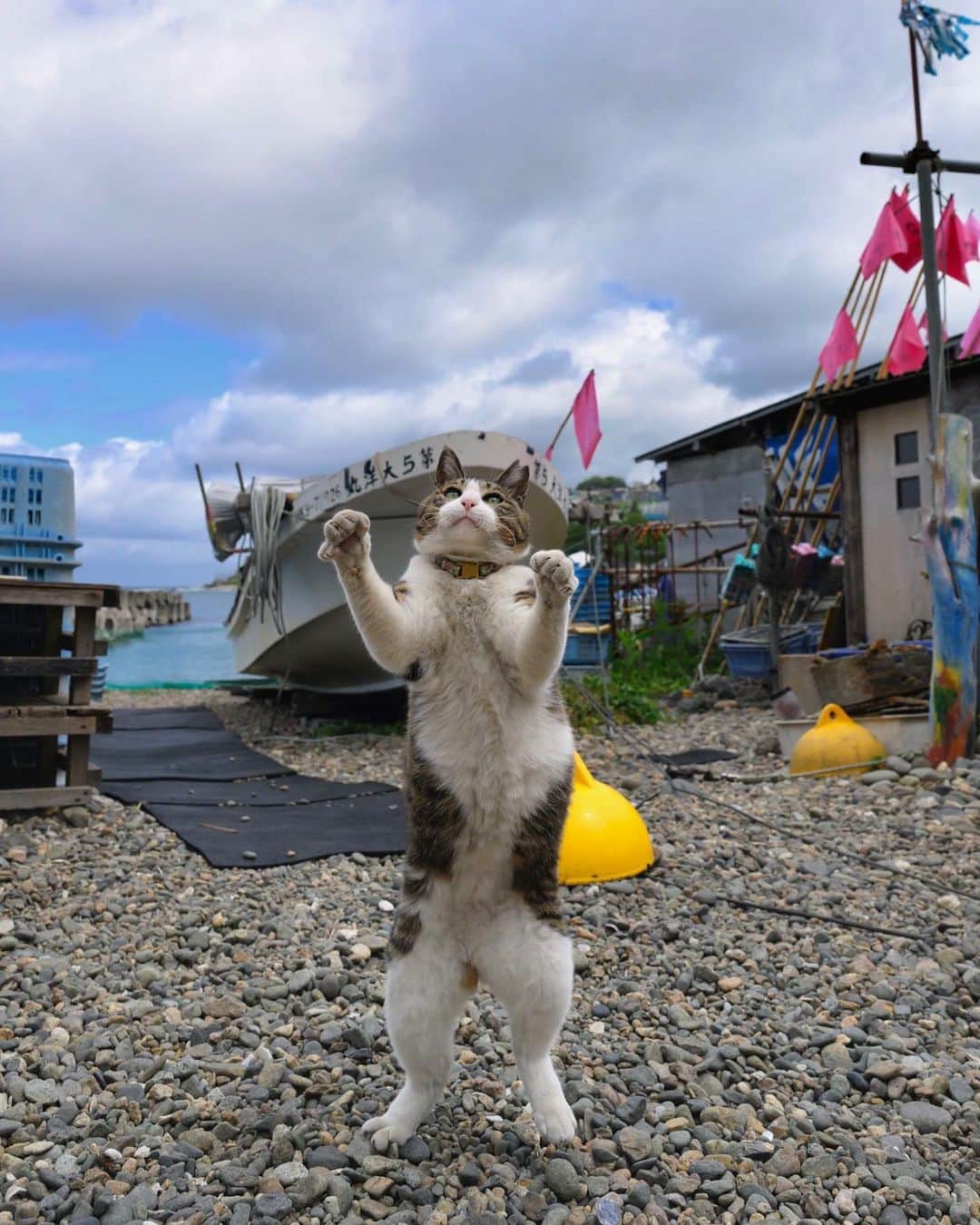 土肥美帆さんのインスタグラム写真 - (土肥美帆Instagram)「😺 ・ UFOみたい🛸❣️  見たことある人いますか？？  #おっぱ最強 #デカ猫  #ボス猫 #みんなケンジでご機嫌だべや #みんなケンジを好きになる #いつも心にケンジを #推しのいる生活 #猫　#ねこ⠀ #猫好きな人と繋がりたい　#猫のいる生活⠀ #にゃんすたぐらむ　#東京カメラ部⠀ #instagramcat #nekoclub⠀ #catsofinstagram⠀ #tea_journals #cats #instagramcats⠀ #catstagram #ig_japan⠀ #instagramjapan #catphotography」7月9日 20時16分 - big_face_cat_kenji