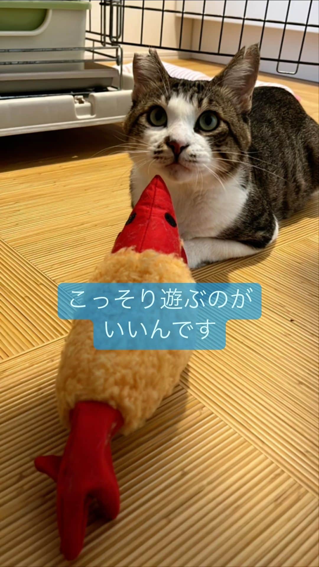 nozomiorideのインスタグラム：「今日の彼  また、意見が分かれているので お名前(仮)総選挙しようかな🤔😂  #保護猫 #きじしろ#キジシロ#きじしろ男子」