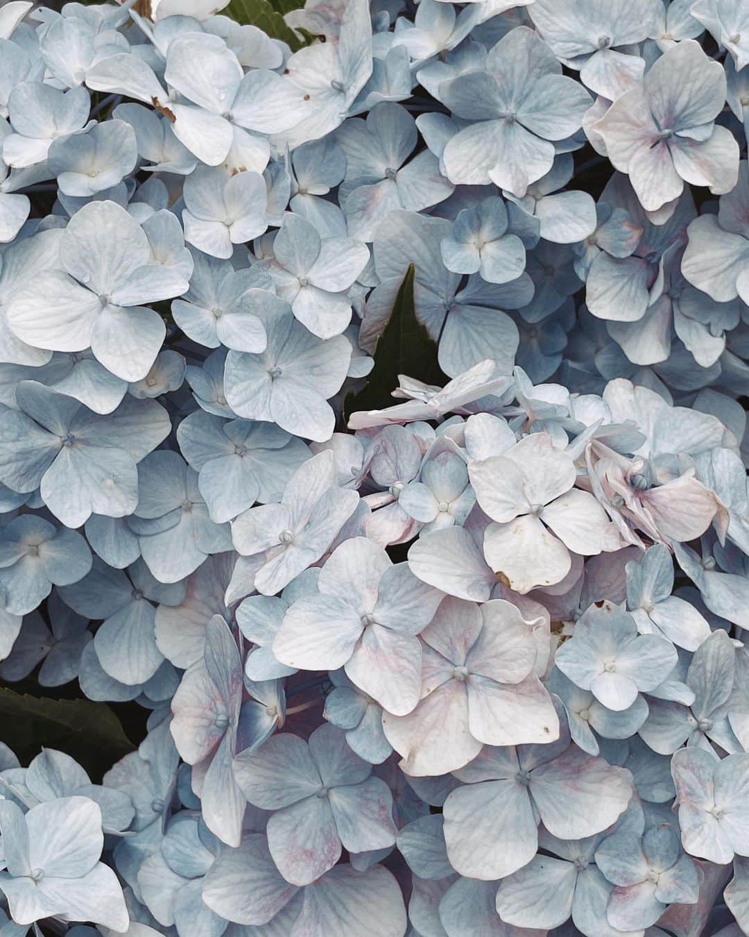 Yukicoさんのインスタグラム写真 - (YukicoInstagram)「𓆱𓆸𓆹𓆺  𝐛𝐥𝐮𝐞 𝐦𝐨𝐝𝐞 ハートあじさい🫶🏻  ————————————————————— 見てくださる方にプラスになる投稿をしていきます 是非いいね♡フォロー♡ よろしくお願いいたします𓅟 私の写真の編集については フォトレッスンでレクチャーをしています —————————————————————  #flowers#flowerpower#flowerphotography#flowerporn#flowerslovers#flowerstagram#bouquet#bouquets#btsarmy#jiminpen#btsjimin #ジミンペン」7月9日 20時50分 - yukicolifecom