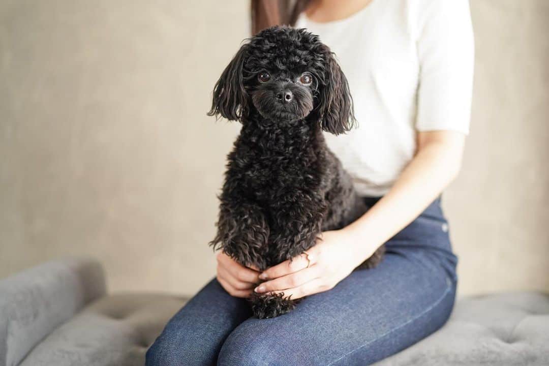 瀬階りりあのインスタグラム：「すくすく大きくなってくれて、毎日幸せにしてくれてありがとう🤎🐩  素敵な写真は @studiosio.wan さんでお願いしました！  #一歳誕生日 #バースデーフォト #フォトスタジオ」