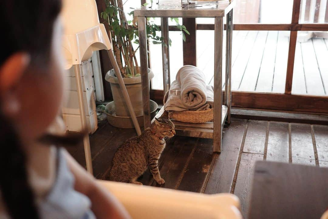 shuのインスタグラム：「ㅤㅤㅤㅤㅤㅤㅤㅤㅤㅤㅤㅤㅤ 淡路島初日ランチ。猫様のかわいい @in_the_houseeeee  ご飯も美味しかった。」