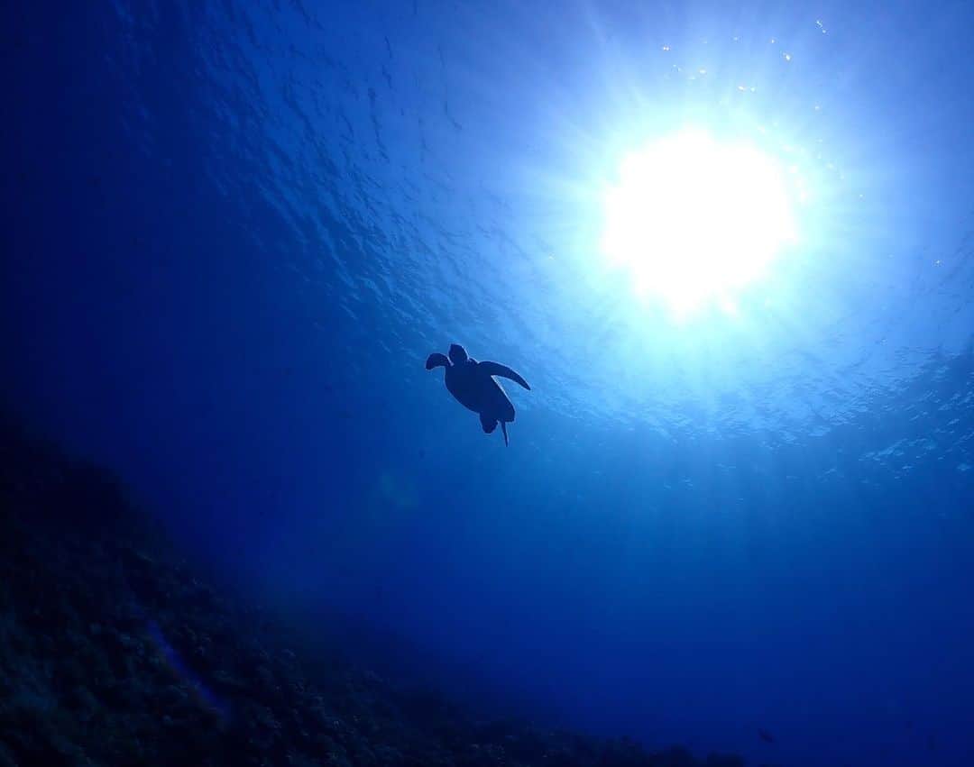 呉屋ありさのインスタグラム：「. . relax 〰︎  #okinawa #island  #diving  #myhobby」