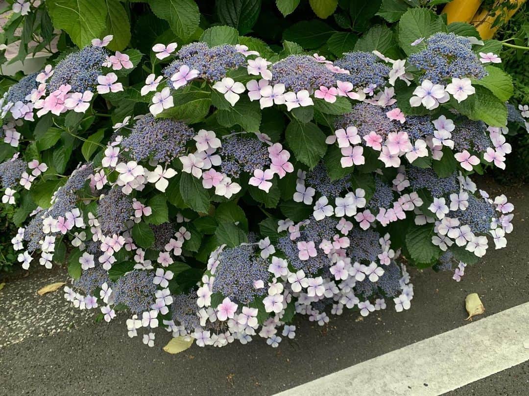 デヴィ・スカルノさんのインスタグラム写真 - (デヴィ・スカルノInstagram)「梅雨の頃の 散歩道は、 いたるところに 紫陽花が咲き、 この時期 ならではの 景色が 広がります。 雨に濡れた紫陽花も また 美しく、 花の色が より一層 鮮やかになります。 たくさんの 色んな種類の 紫陽花が、 ❝サロン・ド・ケイ❞ の方によって、 大事に見守られ、 通りすがりの 人達の 目を 楽しませて おります。 梅雨で 憂鬱な空模様も、 紫陽花が、 かき消すかのよう。 元気に咲く姿は 美しく ついつい 見惚れてしまいます。 こちらは 美しい ピンクのケシ。 行きつけの美容院 ❝サロン・ド・ケイ❞ への散歩道、 今日もスマホを パシャリ 色とりどりの お花たちを 激写♪♪ 某老婦人が 丹精込めて植え、 育てて いらっしゃるもので、 梅雨の時期でも カラフルな花々が 咲き誇り、 大切に お世話されているのが 伝わってきます。 梅雨明けまで、 もう少しの 辛抱。 じめじめ うっとおしい 毎日ですが、 どうぞ お身体 ご自愛くださいませ」7月9日 21時27分 - dewisukarnoofficial