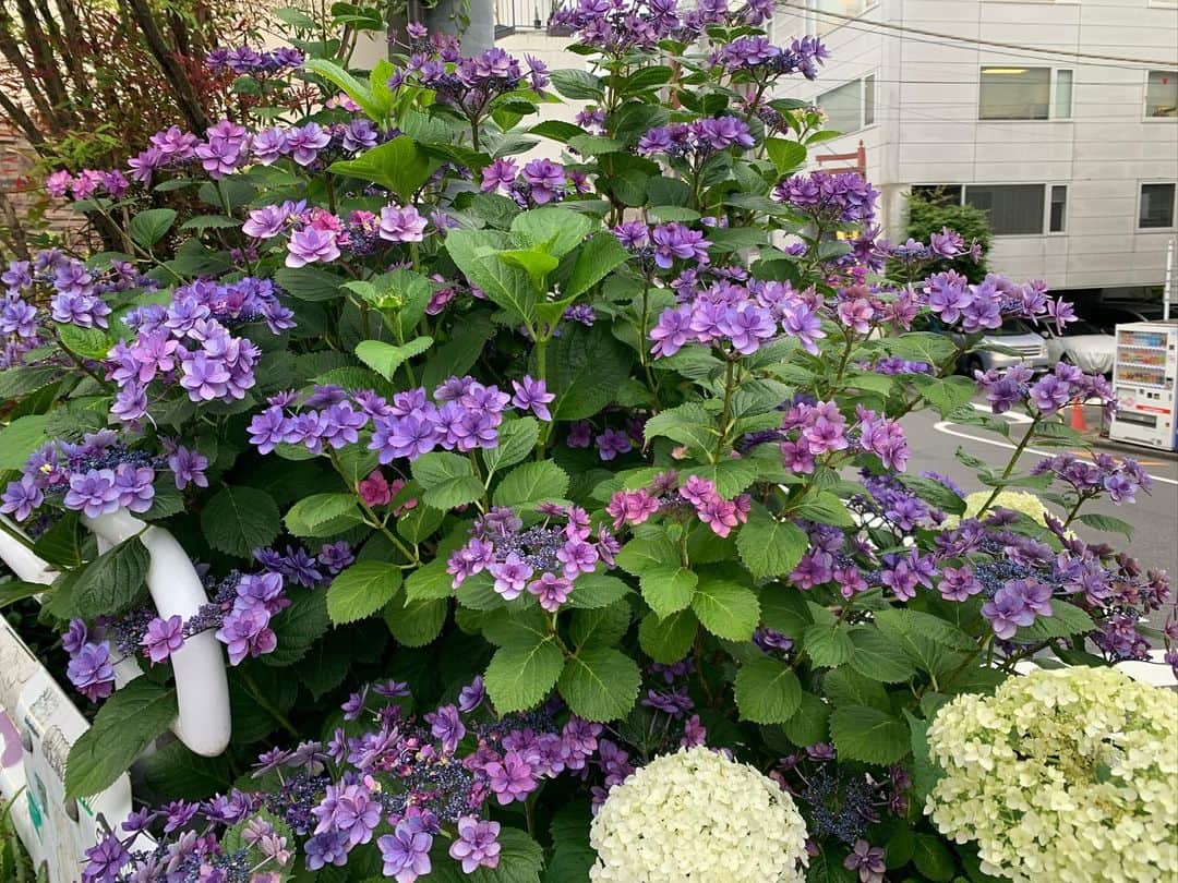 デヴィ・スカルノさんのインスタグラム写真 - (デヴィ・スカルノInstagram)「梅雨の頃の 散歩道は、 いたるところに 紫陽花が咲き、 この時期 ならではの 景色が 広がります。 雨に濡れた紫陽花も また 美しく、 花の色が より一層 鮮やかになります。 たくさんの 色んな種類の 紫陽花が、 ❝サロン・ド・ケイ❞ の方によって、 大事に見守られ、 通りすがりの 人達の 目を 楽しませて おります。 梅雨で 憂鬱な空模様も、 紫陽花が、 かき消すかのよう。 元気に咲く姿は 美しく ついつい 見惚れてしまいます。 こちらは 美しい ピンクのケシ。 行きつけの美容院 ❝サロン・ド・ケイ❞ への散歩道、 今日もスマホを パシャリ 色とりどりの お花たちを 激写♪♪ 某老婦人が 丹精込めて植え、 育てて いらっしゃるもので、 梅雨の時期でも カラフルな花々が 咲き誇り、 大切に お世話されているのが 伝わってきます。 梅雨明けまで、 もう少しの 辛抱。 じめじめ うっとおしい 毎日ですが、 どうぞ お身体 ご自愛くださいませ」7月9日 21時27分 - dewisukarnoofficial