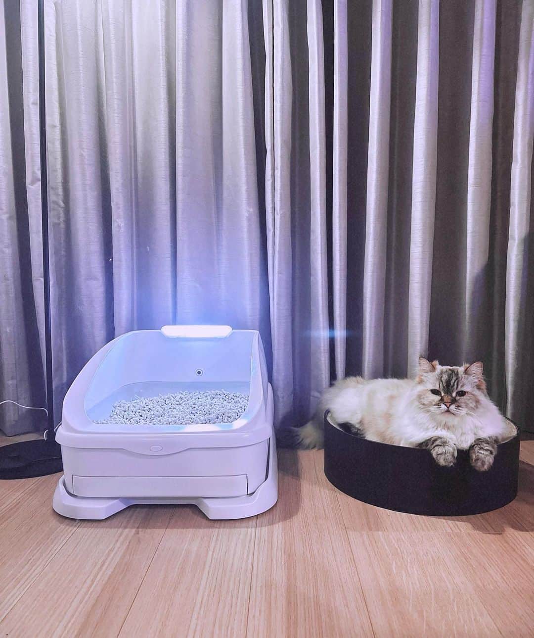 鷲尾伶菜のインスタグラム：「普段から猫用品には拘っているので最近、トイレを変えてみました！  トレッタのトイレがものすごくおすすめです！ 簡単に体重や尿量などをアプリで管理できる優れものです👀 猫好きの友達にもオススメしてるトイレ。 カメラで自動録画してくれているのもポイント。  日々、猫用品も進化しているので 常にチェックしておきたいと思いました☺️ #猫 #トレッタ #猫トイレ #トレッタ_PR」