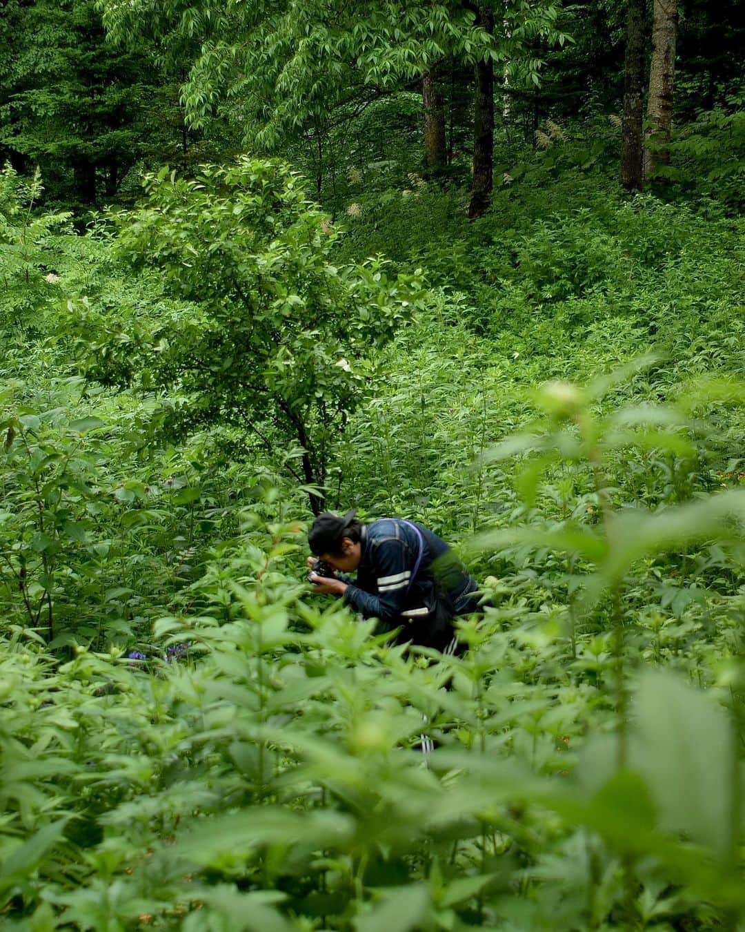 田島貴男のインスタグラム：「🌲」