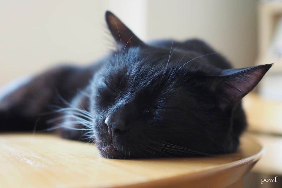 anemone_69さんのインスタグラム写真 - (anemone_69Instagram)「🐈‍⬛ . やっぱり、 「知らないほうが幸せ」 …ってこともあるよね。 . 🐏🐏🐏🐏🐏🐏🐏 . . #ハカセとキョウジュ #blackcat #黒猫 #cat #猫 #保護猫 . . .」7月9日 22時16分 - powf