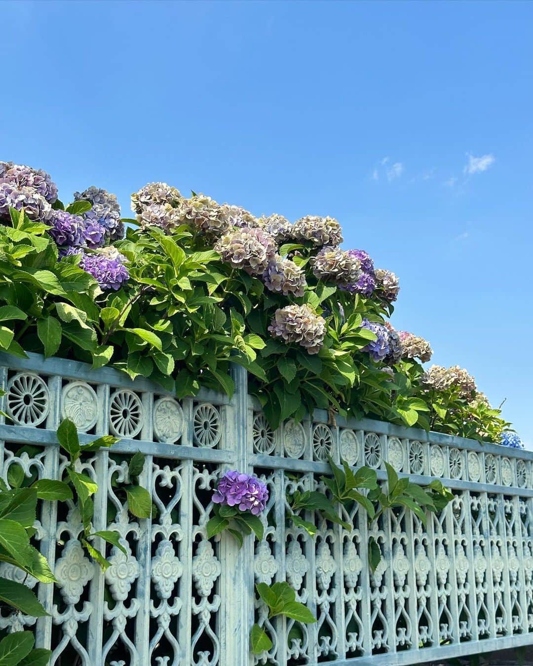 計良日向子（ひなひ）さんのインスタグラム写真 - (計良日向子（ひなひ）Instagram)「. 埼玉にある青葉園に行ってきたよ🎐💠 . . . 今の時期はてるてる坊主と紫陽花の 装飾になってて梅雨を感じた🐌💞 最近暑くて暑くて大変だけど 涼しげな装飾が素敵🫶 明日10日までの開催なのでぜひ♡ . . . 👗ワンピース　@dazzlin_official . 👜バッグ　@miumiu . 👡サンダル　@bridget_birkin . . . . #青葉園 #埼玉観光 #埼玉イベント #紫陽花 #紫陽花の季節 #紫陽花の季節 #dazzlin #ダズリン #miumiu」7月9日 22時26分 - kerahinako1105
