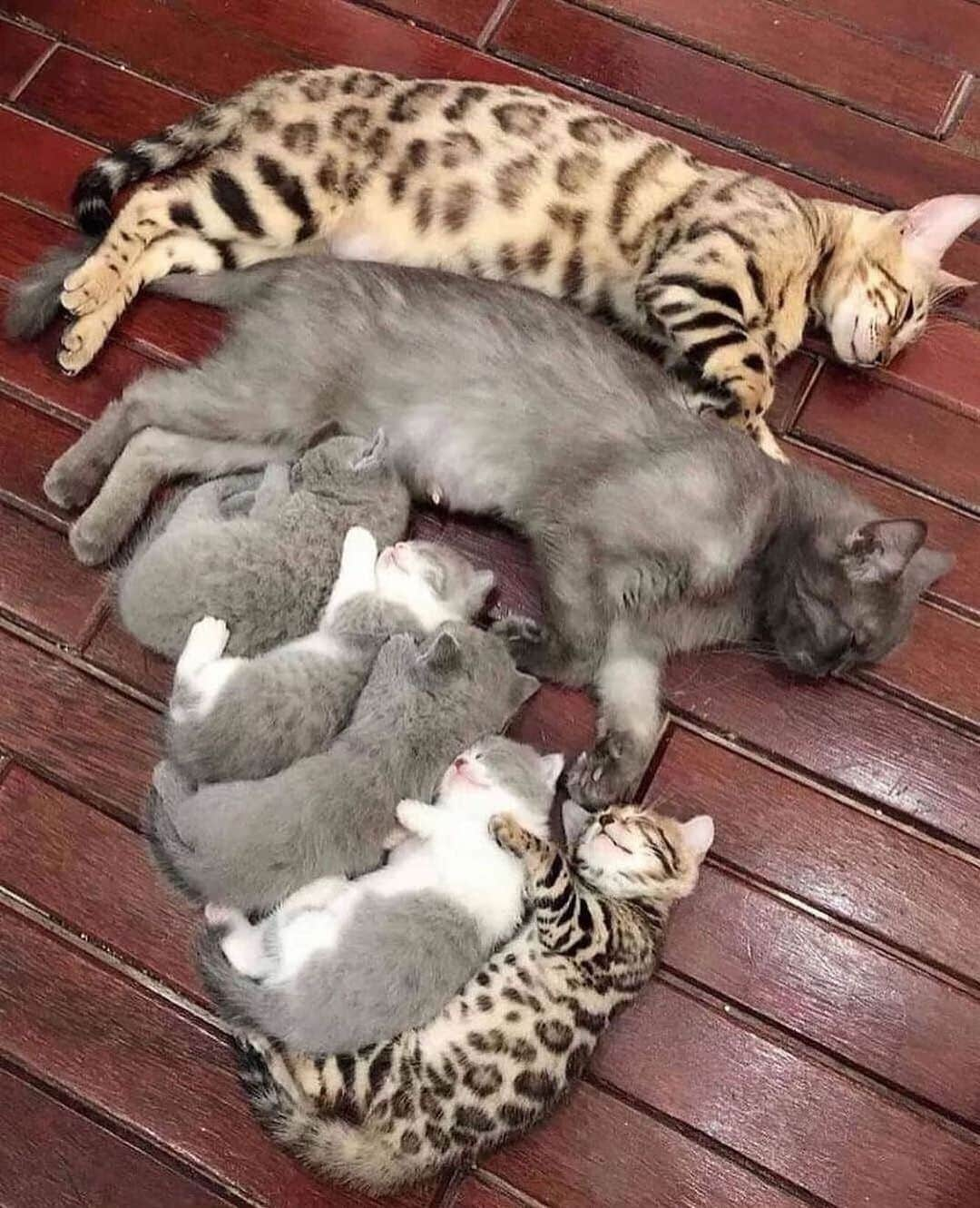 Cute Pets Dogs Catsのインスタグラム：「Bengal family. 😄  Credit: dm  For all crediting issues and removals pls DM .  Note: we don’t own this video, all rights go to their respective owners. If owner is not provided, tagged (meaning we couldn’t find who is the owner), pls DM and owner will be tagged shortly after.  #chat #neko #gato #gatto #meow #kawaii #nature #pet #animal #instacat #instapet #mycat #catlover #cutecats #cutest #meow #kittycat #topcatphoto #kittylove #mycat #instacats #instacat #ilovecat #kitties #gato #kittens #kitten」