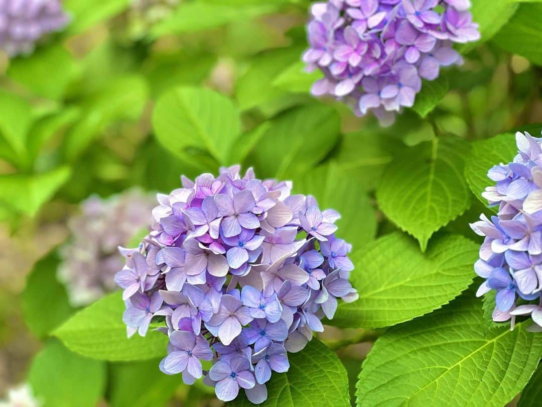 相羽ういはのインスタグラム：「わたしいろの紫陽花みつけた」