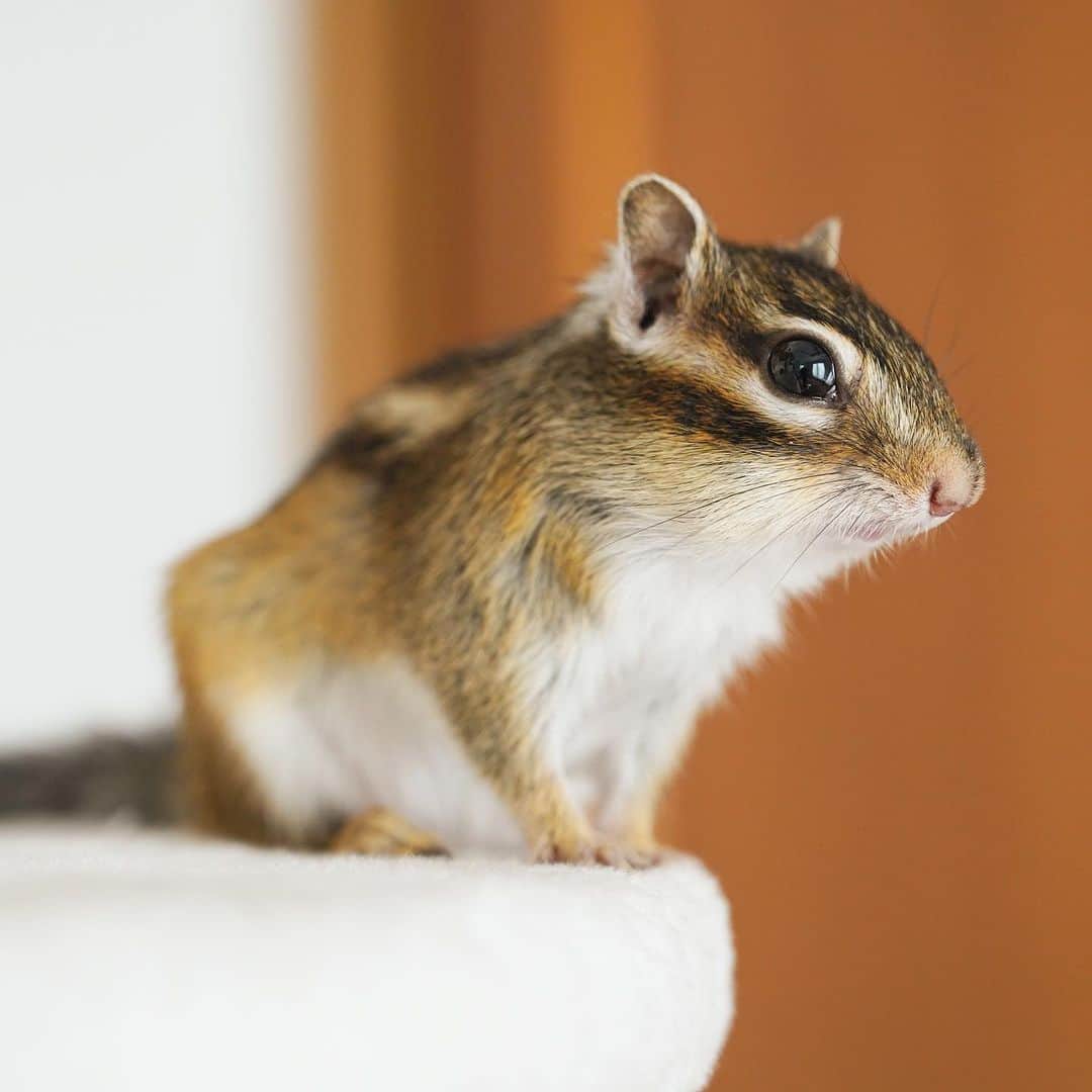 のインスタグラム：「#Sophie Beautiful profile  凛々しくおすわり。  #chipmunk #シマリス #リス」