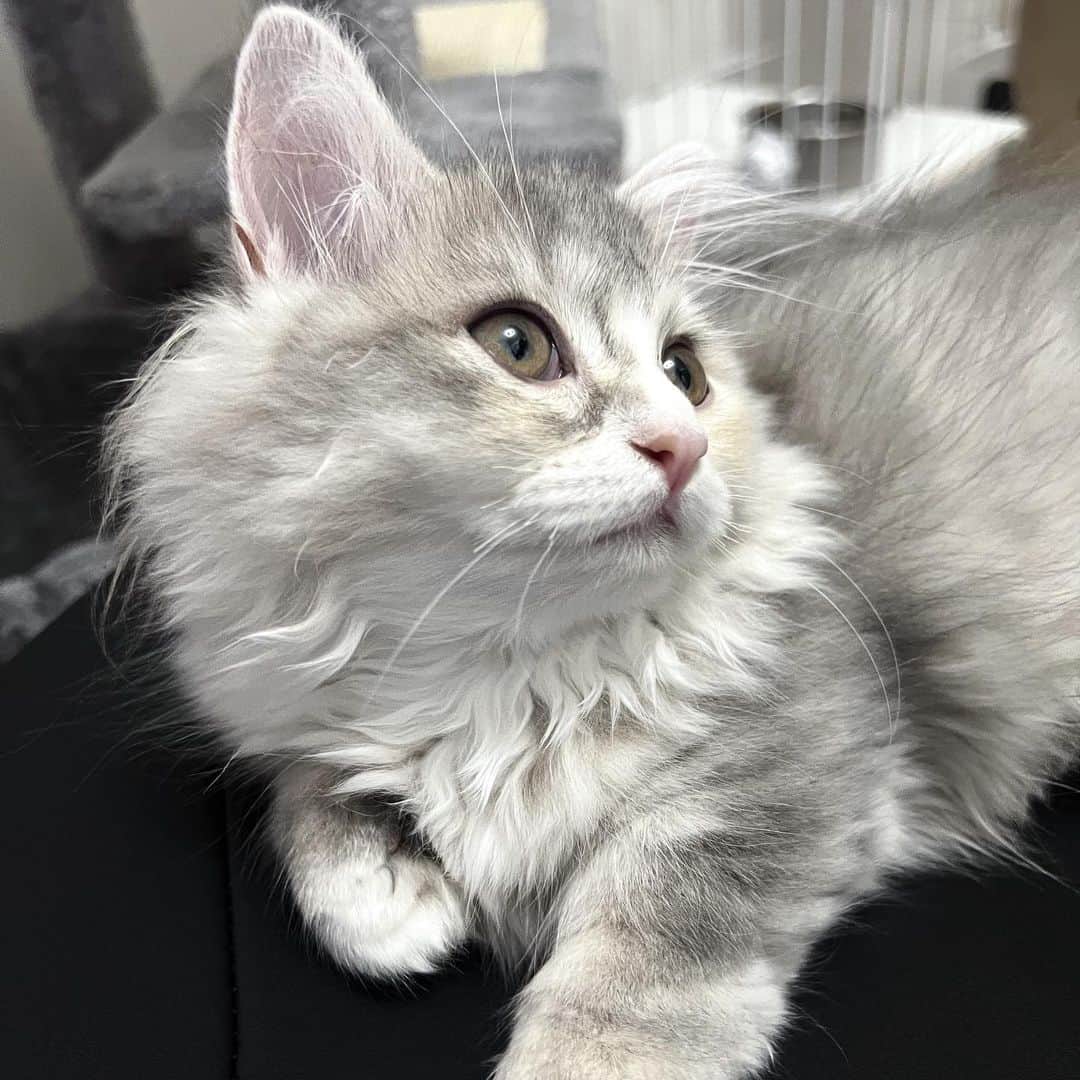 あいすのインスタグラム：「猫用のアカウント作ろうかな」