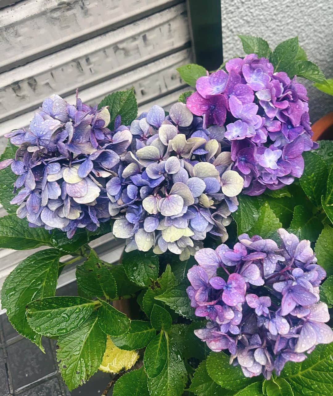のインスタグラム：「☔️  #いきなりの花シリーズ  #アジサイ」