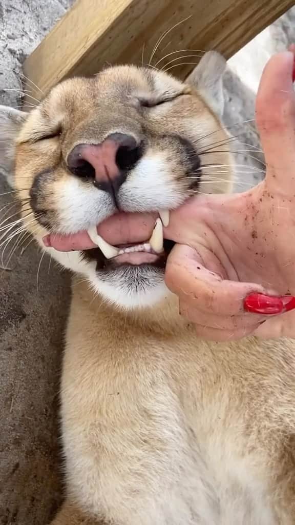 Cute Pets Dogs Catsのインスタグラム